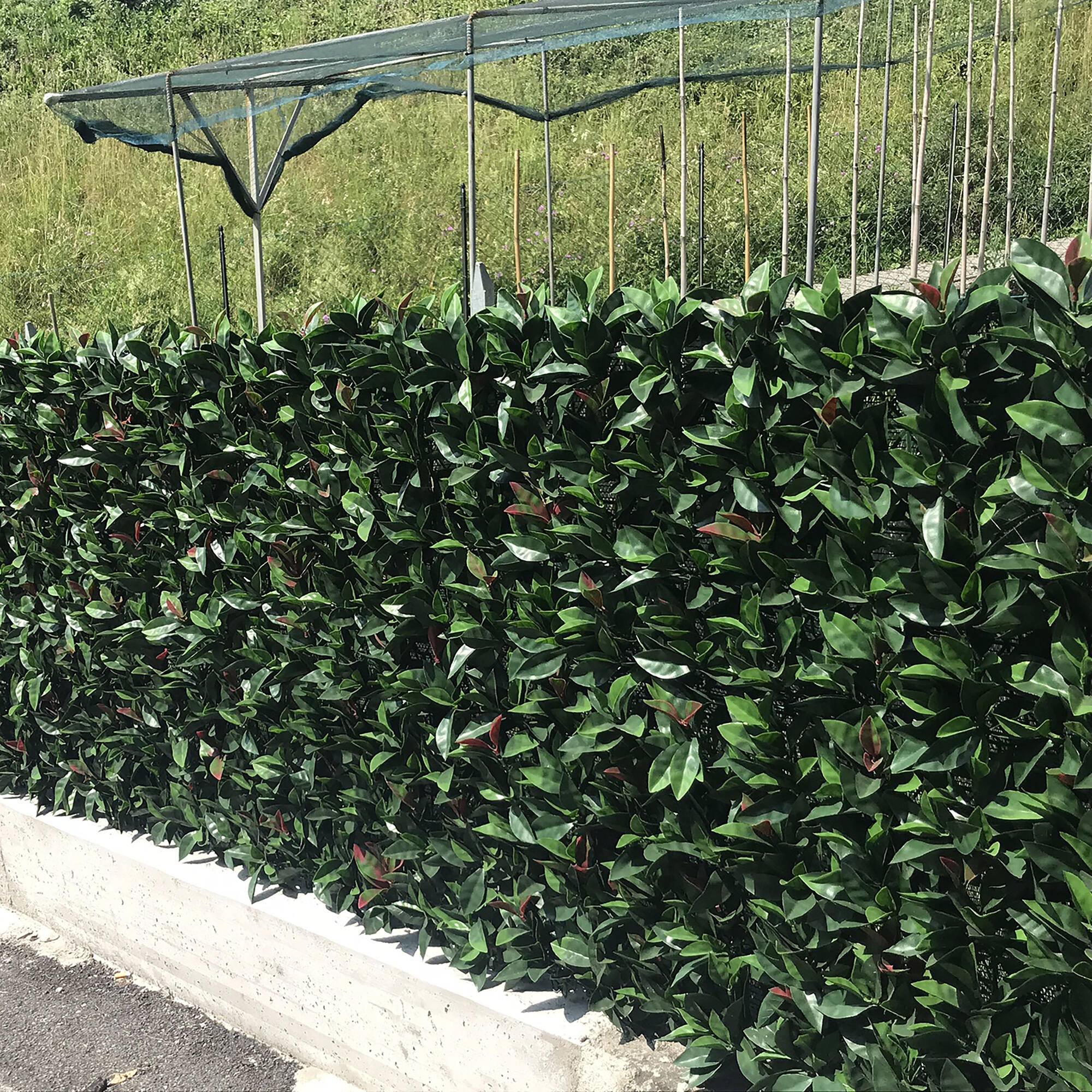 Siepe artificiale Photinia Divy 3D in polietilene, verde H 1 m x L 3 m - 2