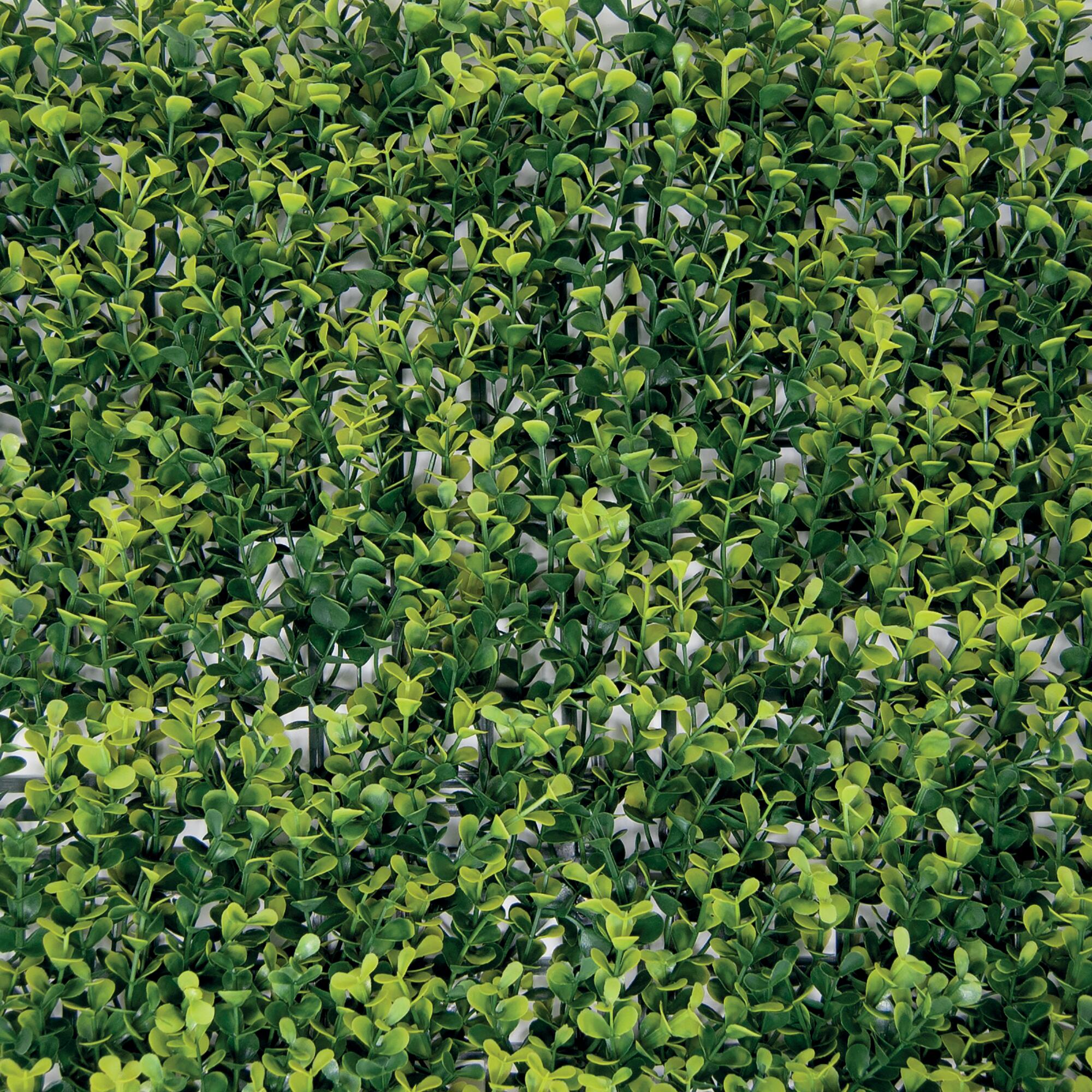 Siepe artificiale Bosso Divy 3D in polietilene, verde H 0.5 m x L 0.5 m - 5