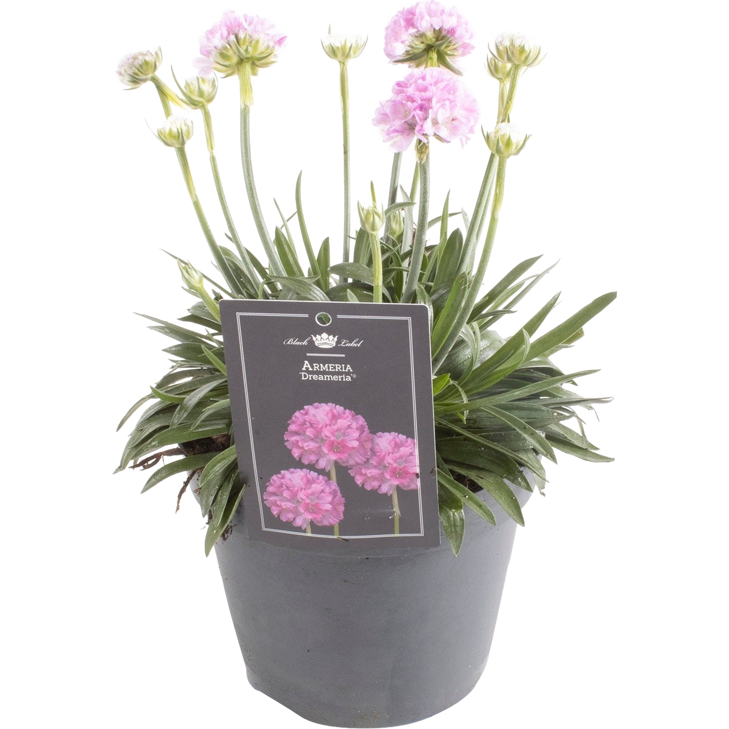 Armeria Dream Sweet 30 cm