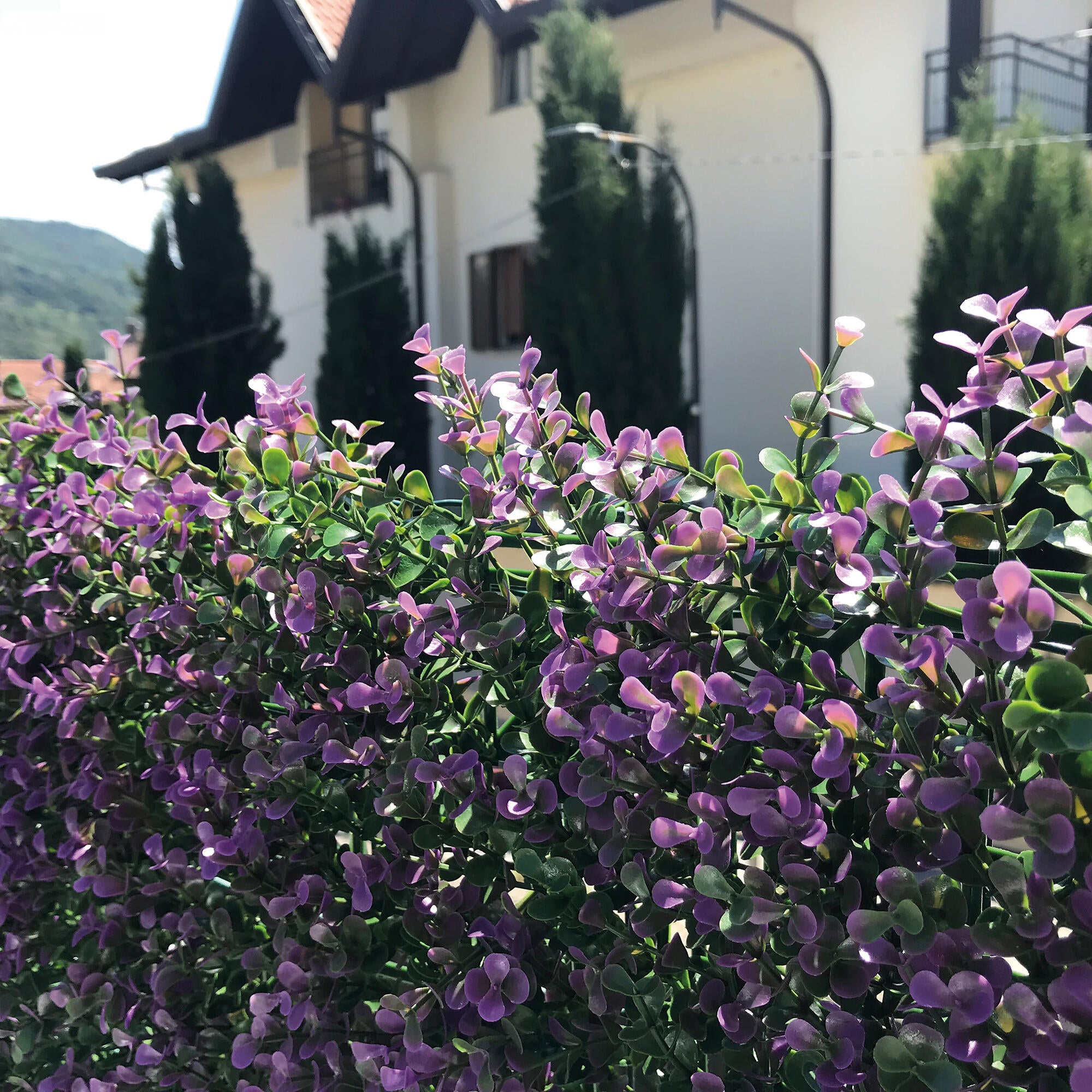 Jardín vertical Buxus lilac 50x50cm - 4