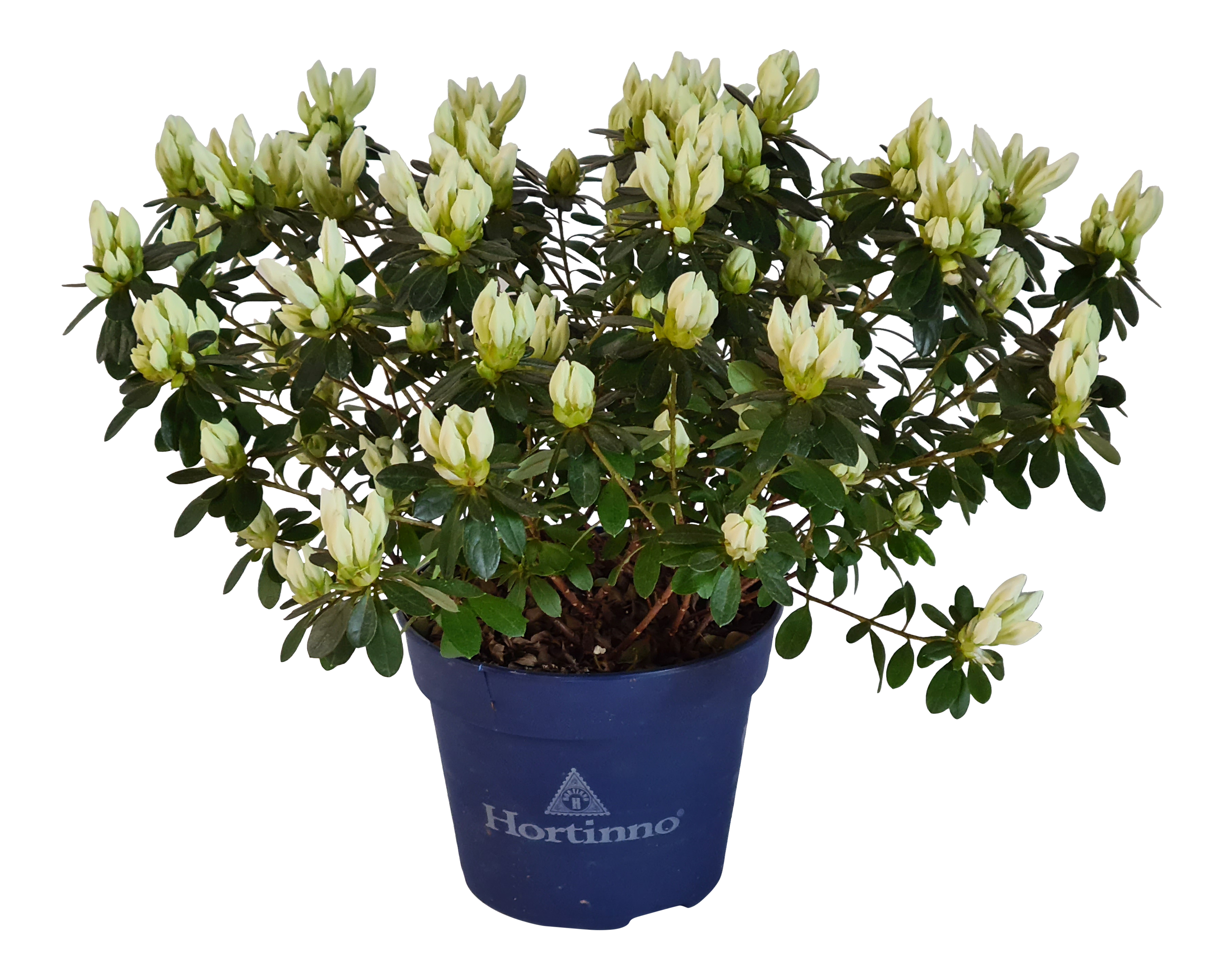 Azalia japońska Evergreen 25 cm