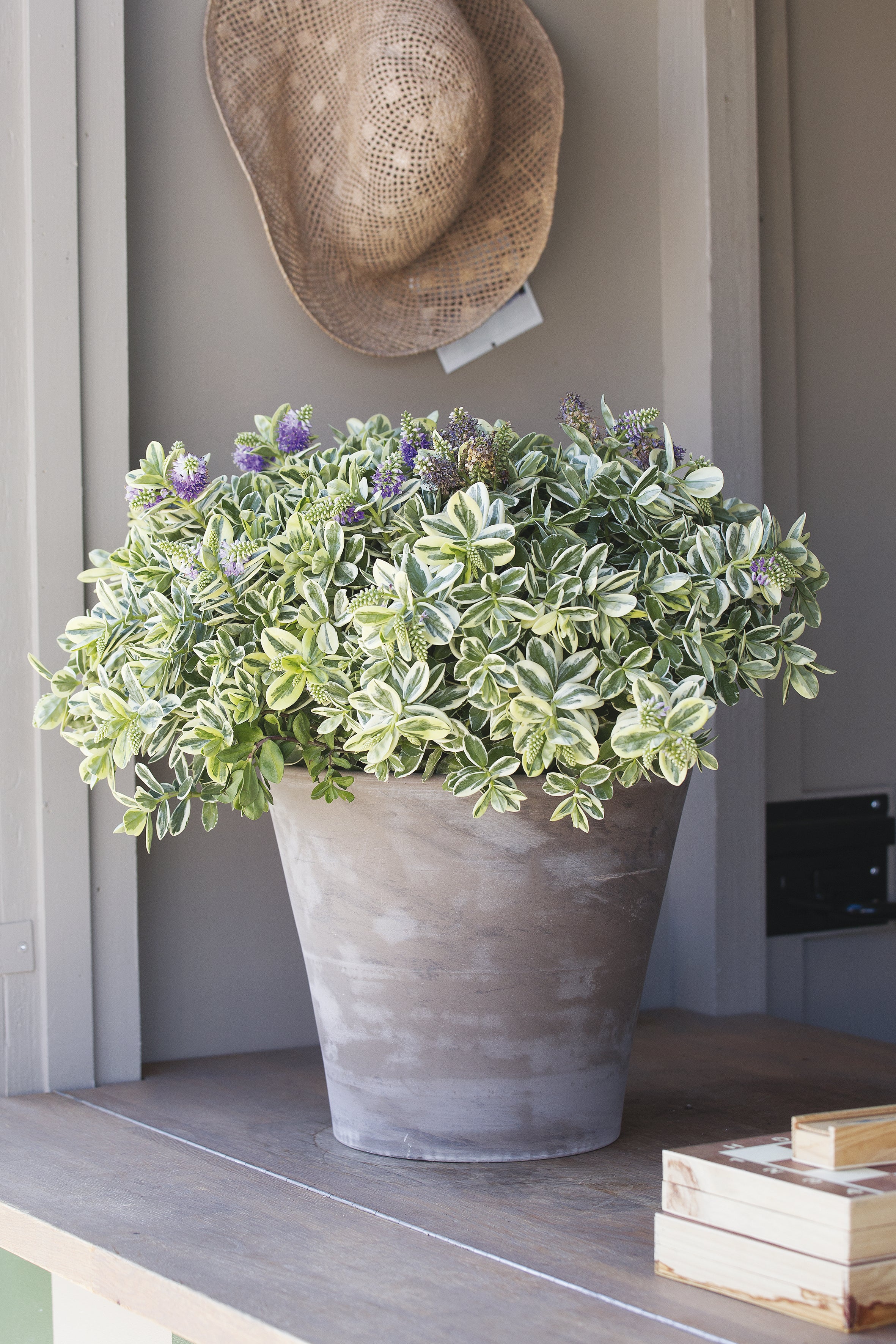 Vaso Basalt in terracotta terracotta H 23 x ø 26 cm - 2