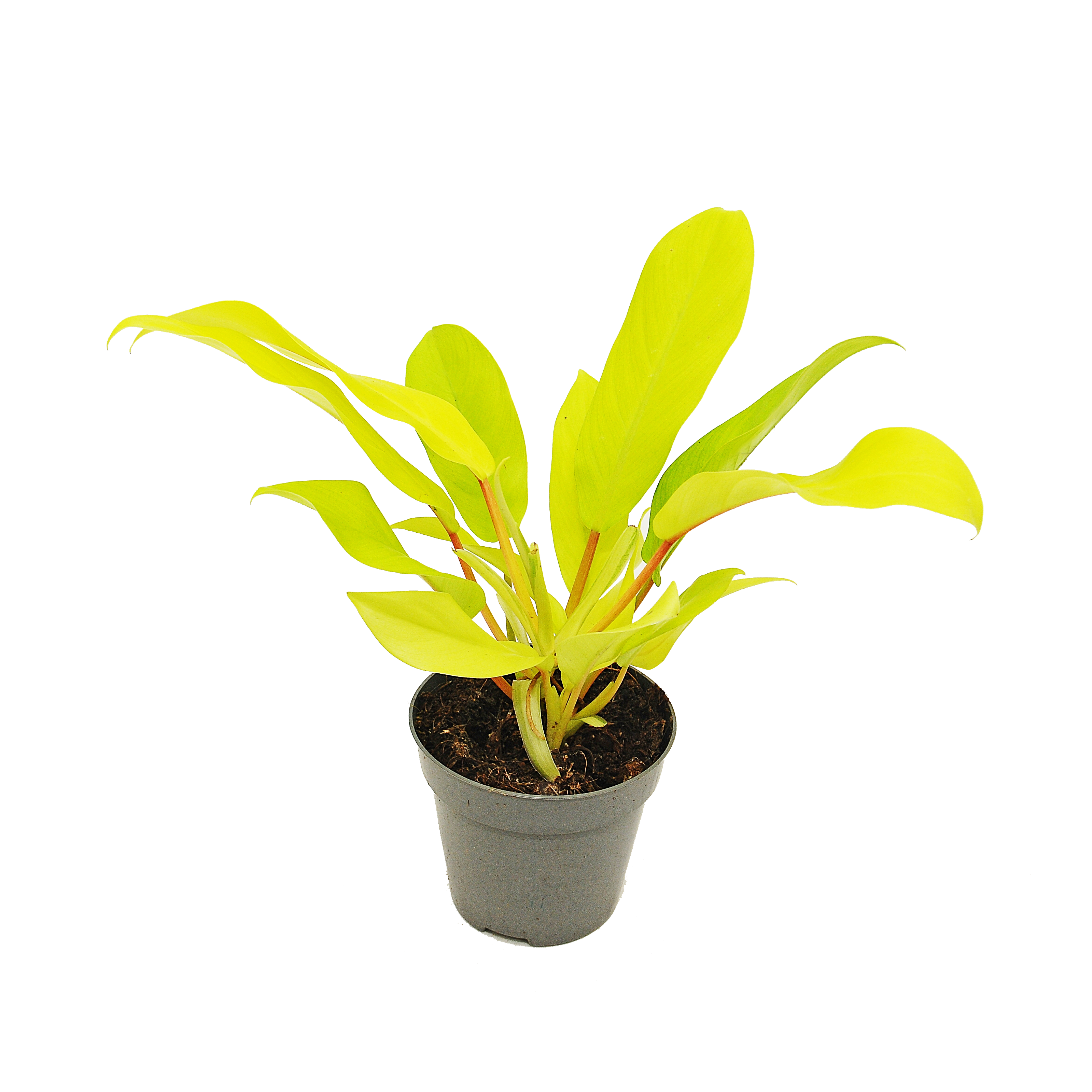 Filodendron Neon 8 cm