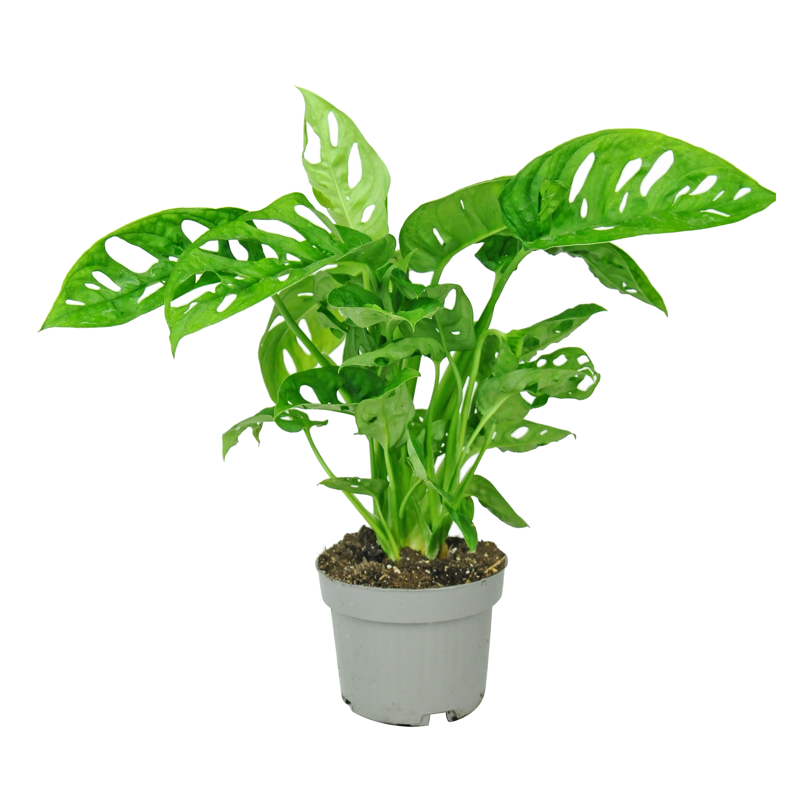 Monstera Adansoni 20 cm