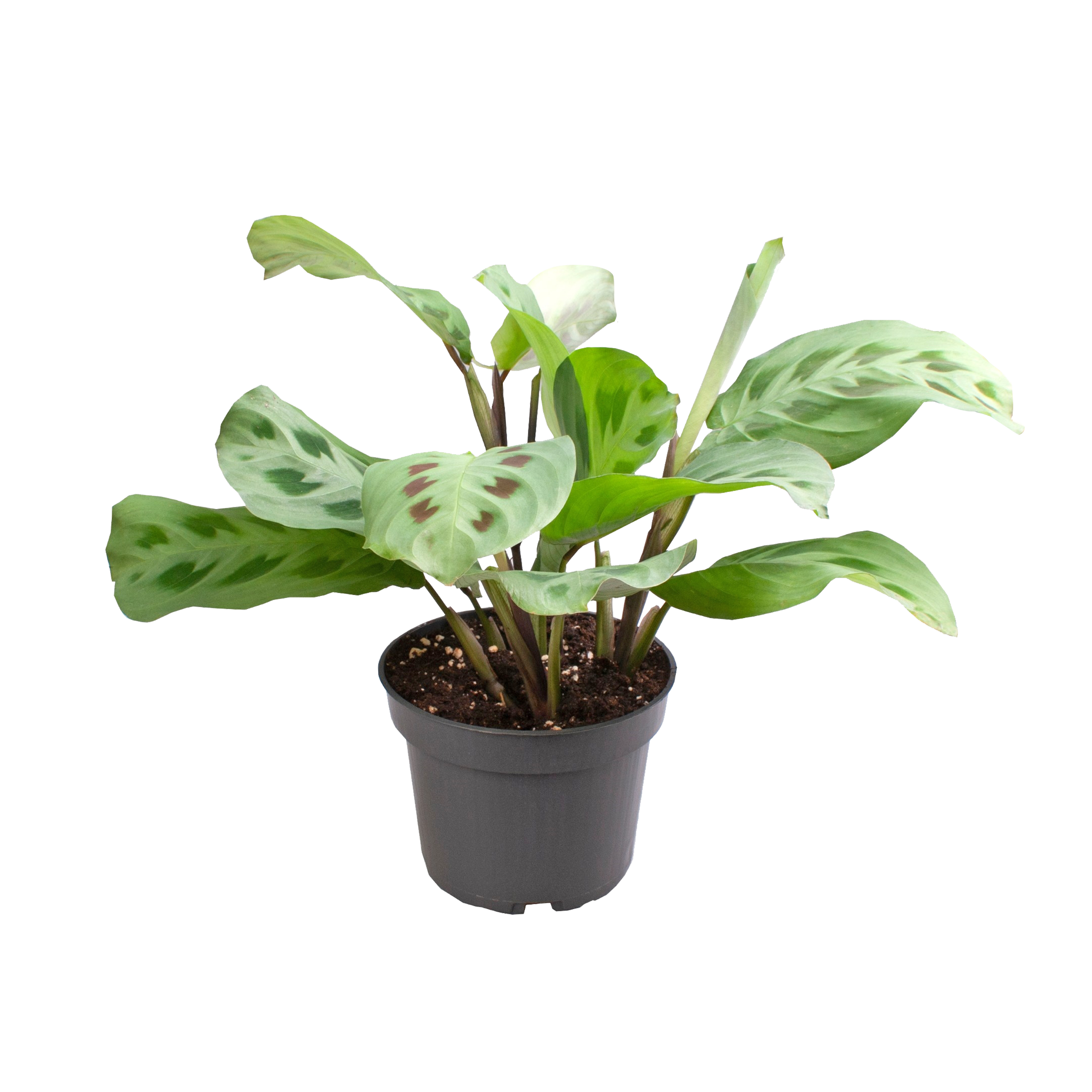 Maranta L. Green Stripe 20 cm