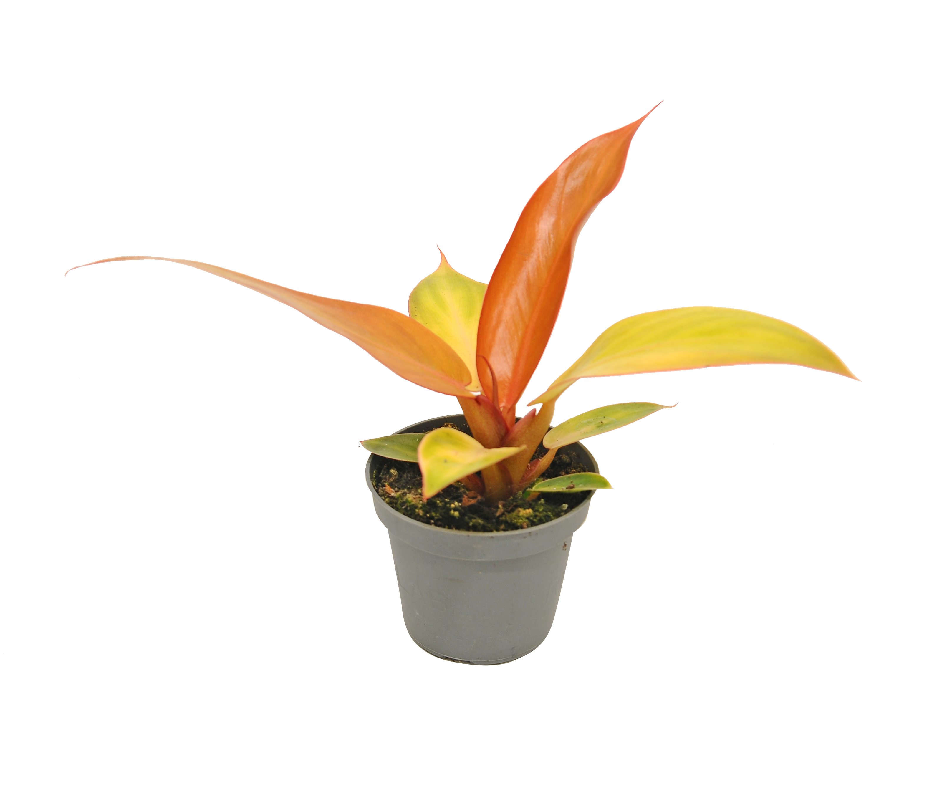 Filodendron Red Sun 8 cm