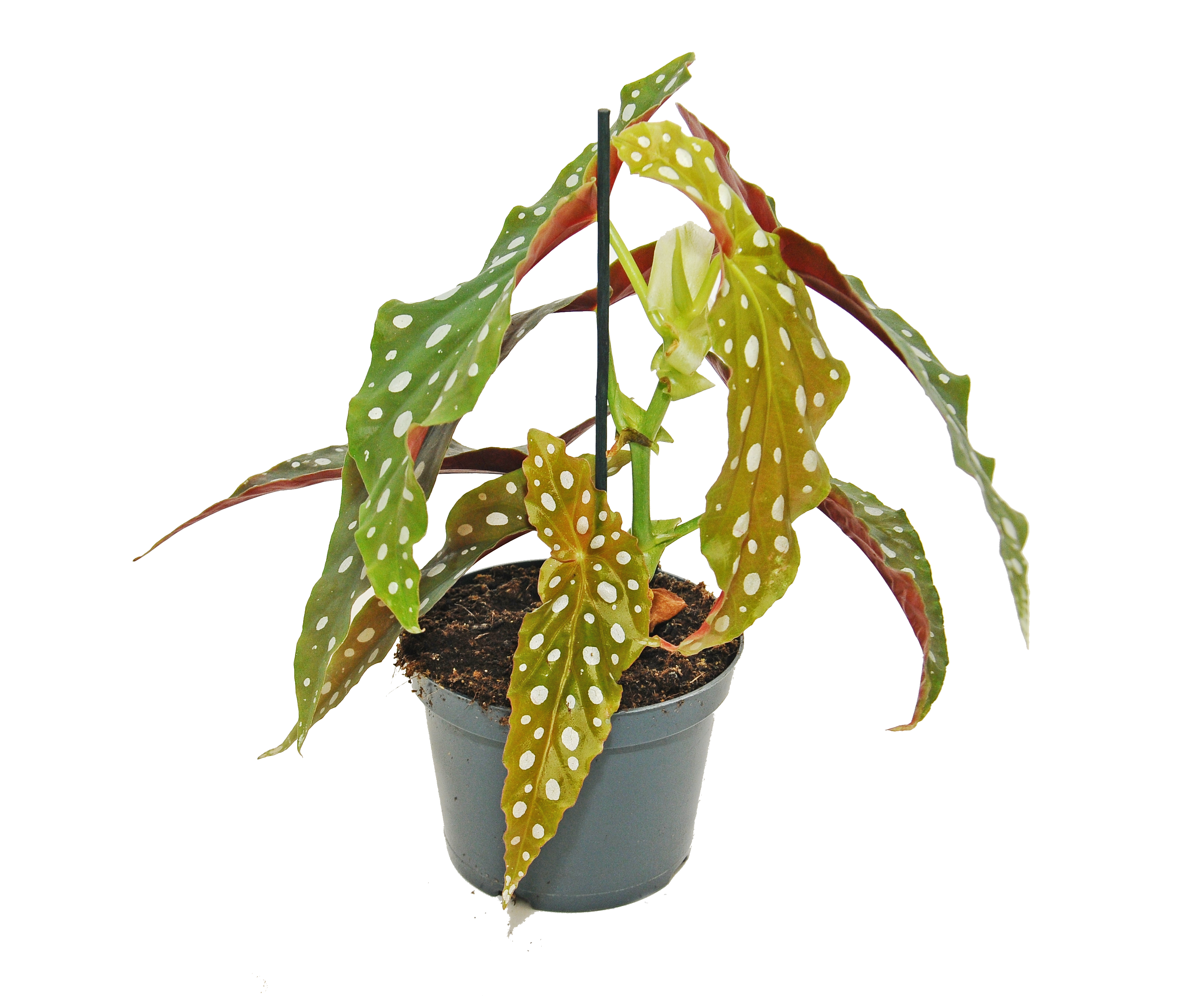 Begonia Maculata 25 cm