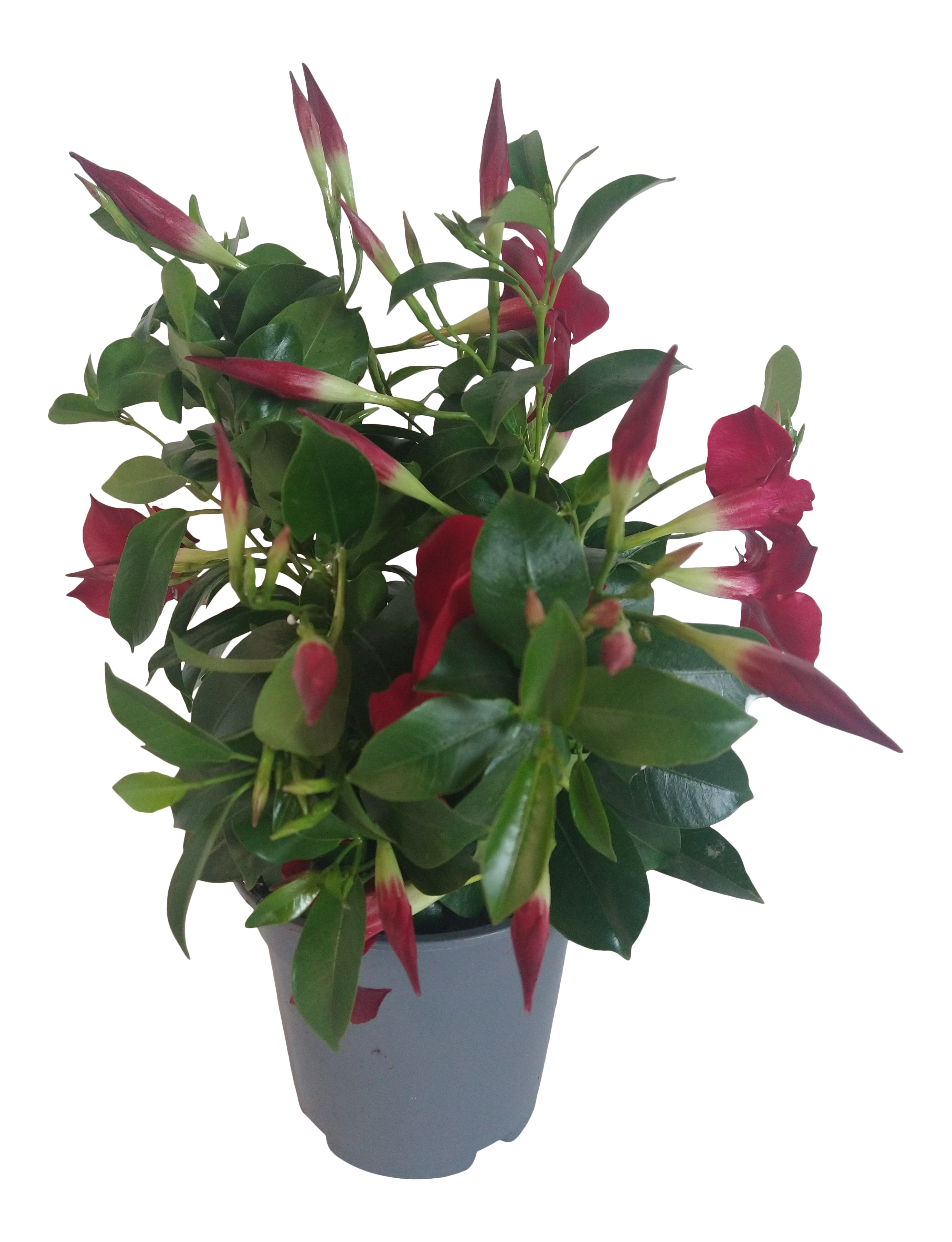 Dipladenia mix 25-30 cm