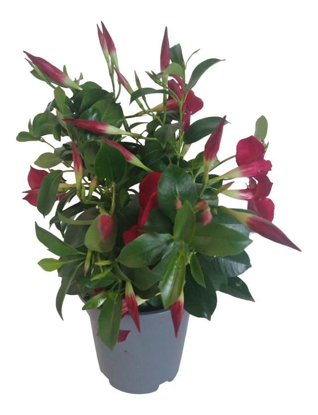 Dipladenia mix 25-30 cm