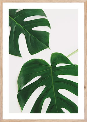 philodendron gloriosum dark form Philodendron gloriosum 'Dark Form' main image 1