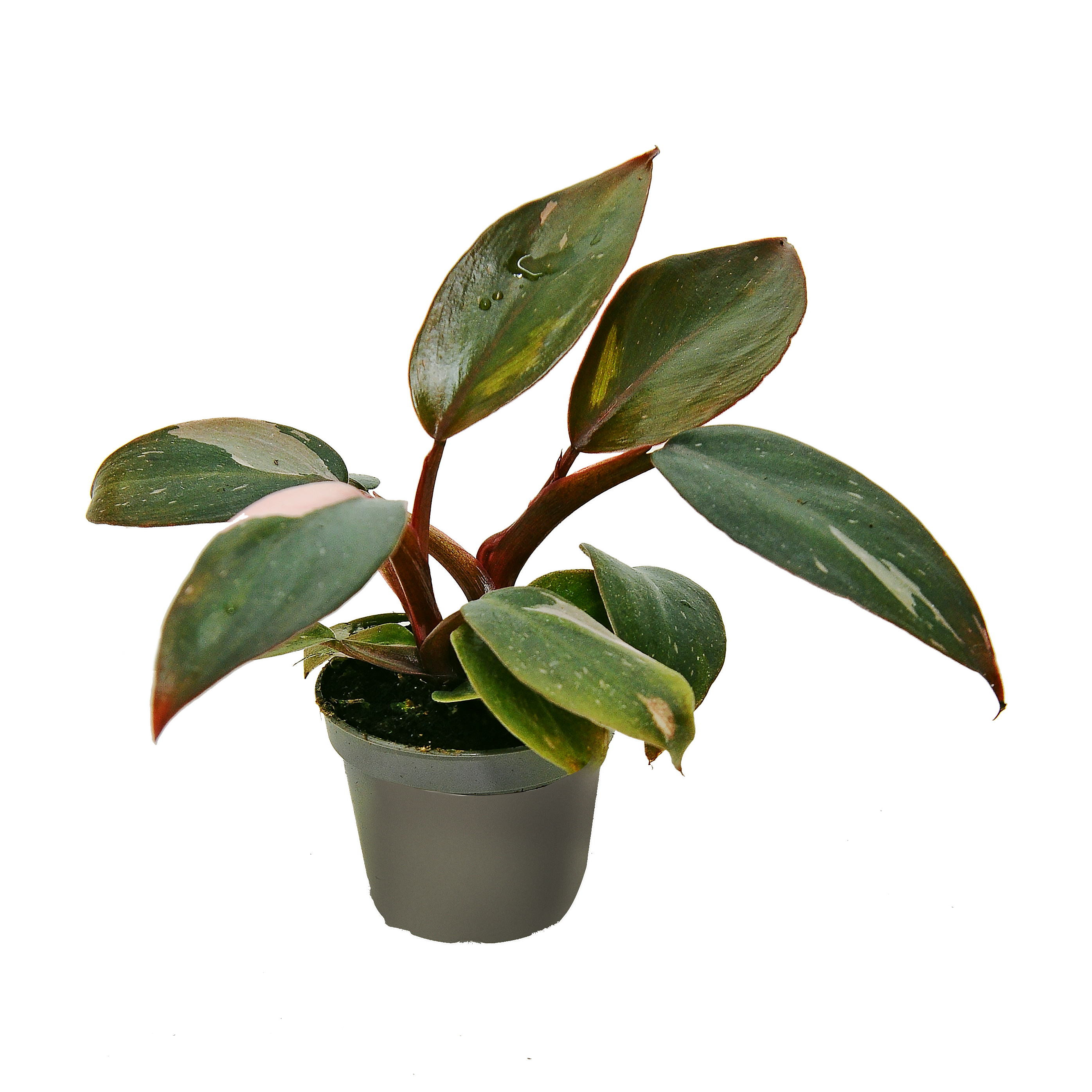Filodendron Pink Princess 8 cm