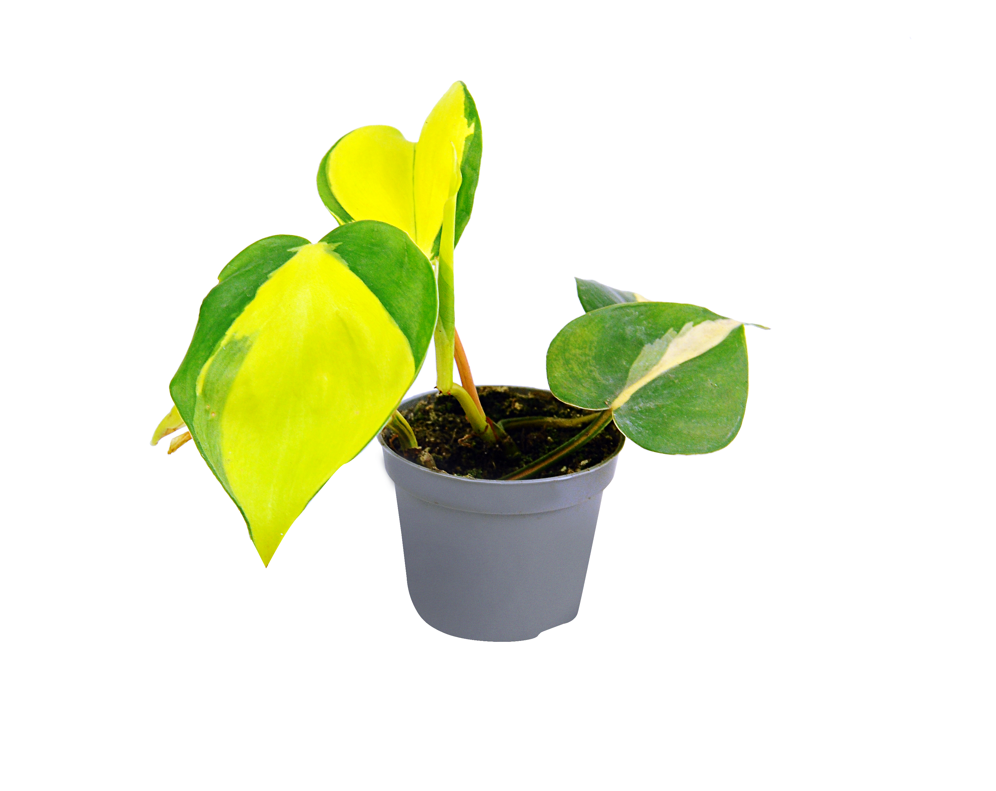 Philodendron Scandens Brasil 8 cm