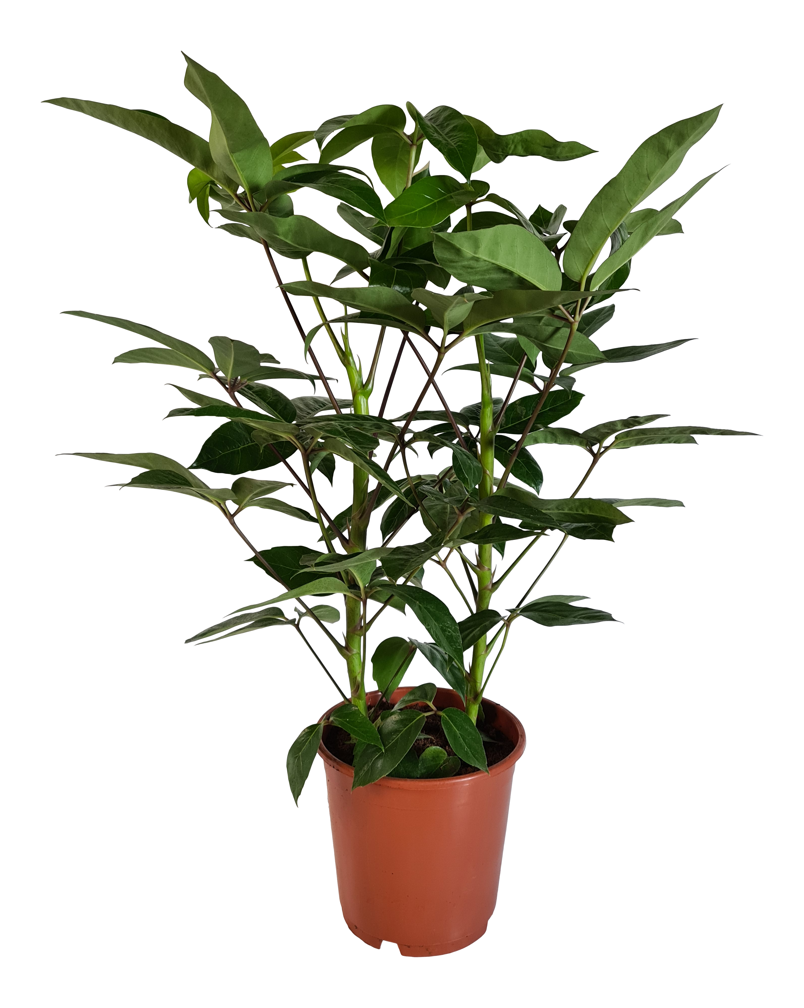 Szeflera drzewkowata Amate 85 cm