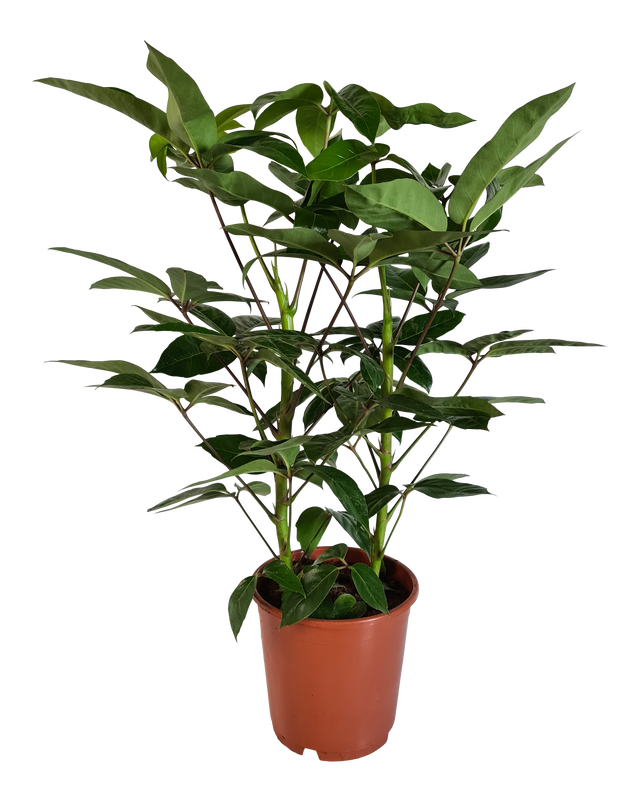 Szeflera drzewkowata Amate 85 cm