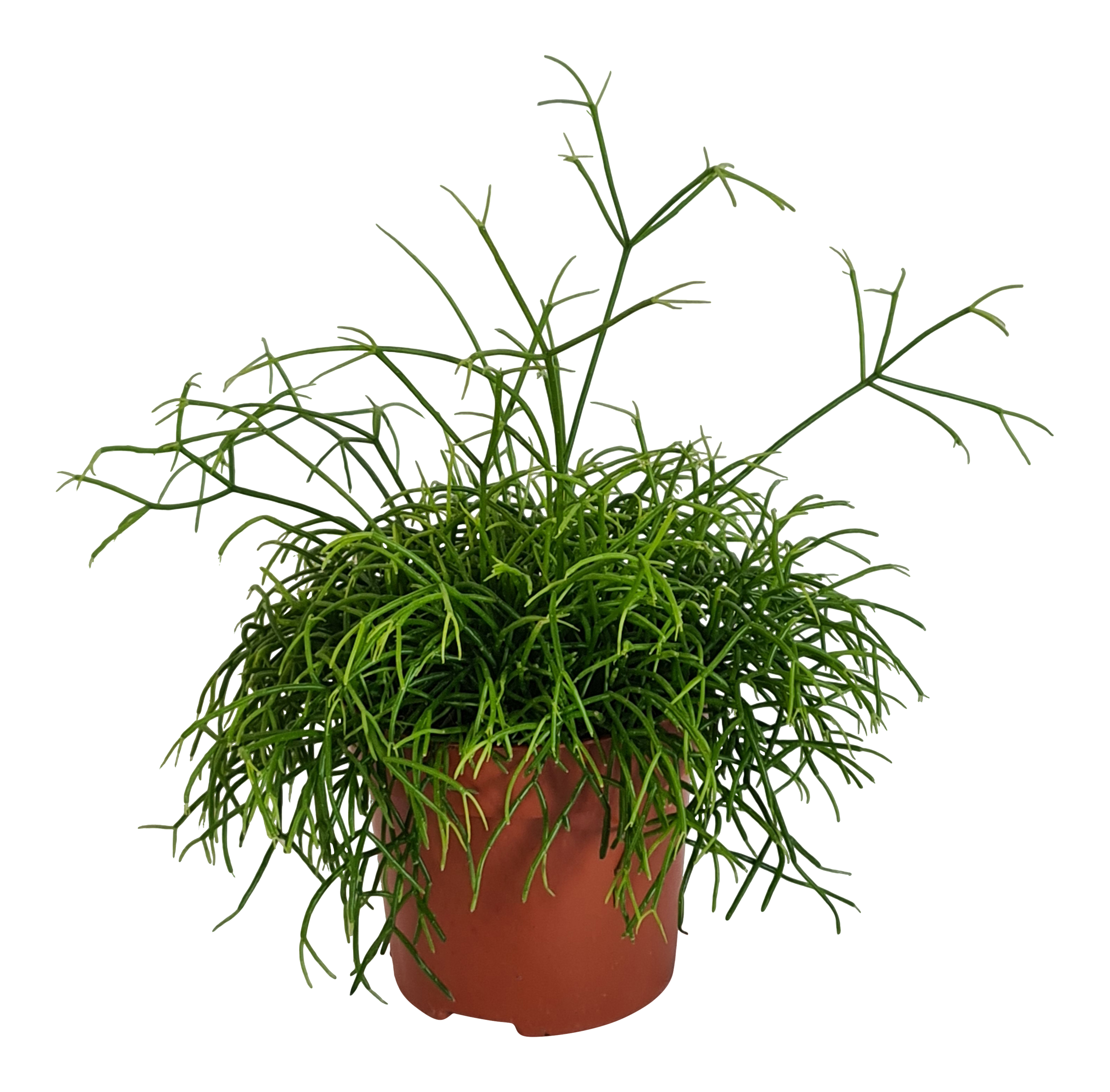 Rhipsalis Cassutha 15 cm