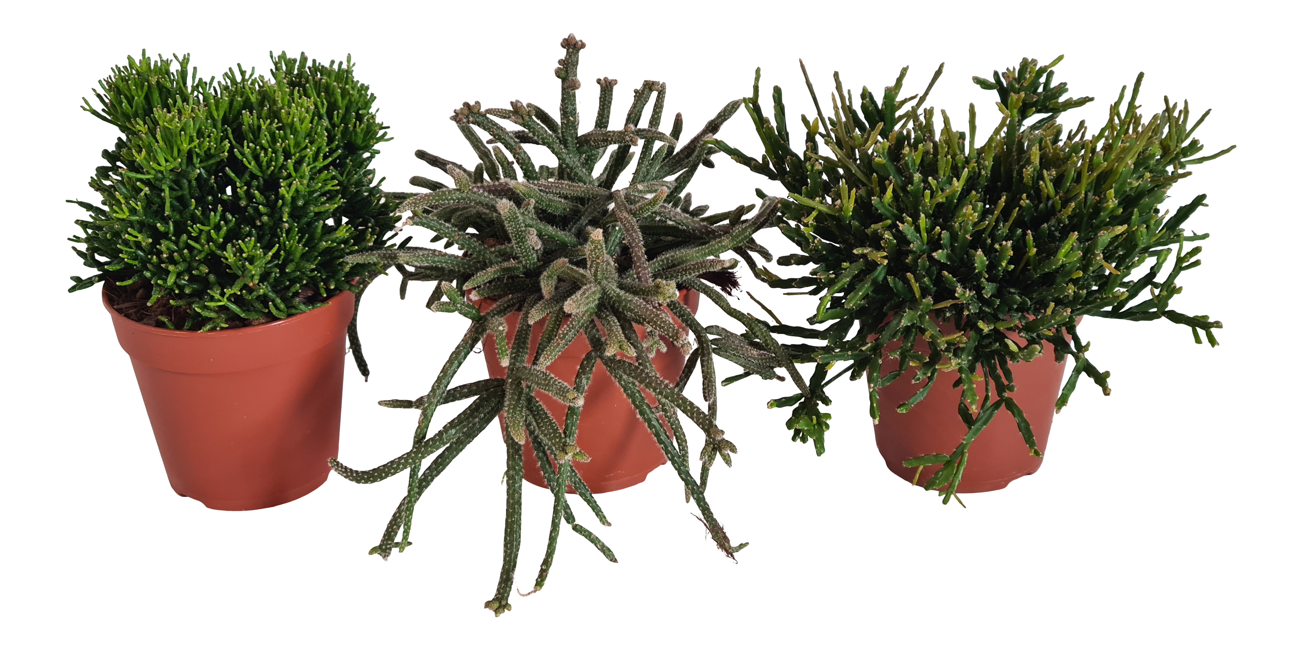 Rhipsalis mix 20 cm