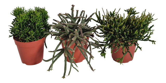 Rhipsalis mix 20 cm