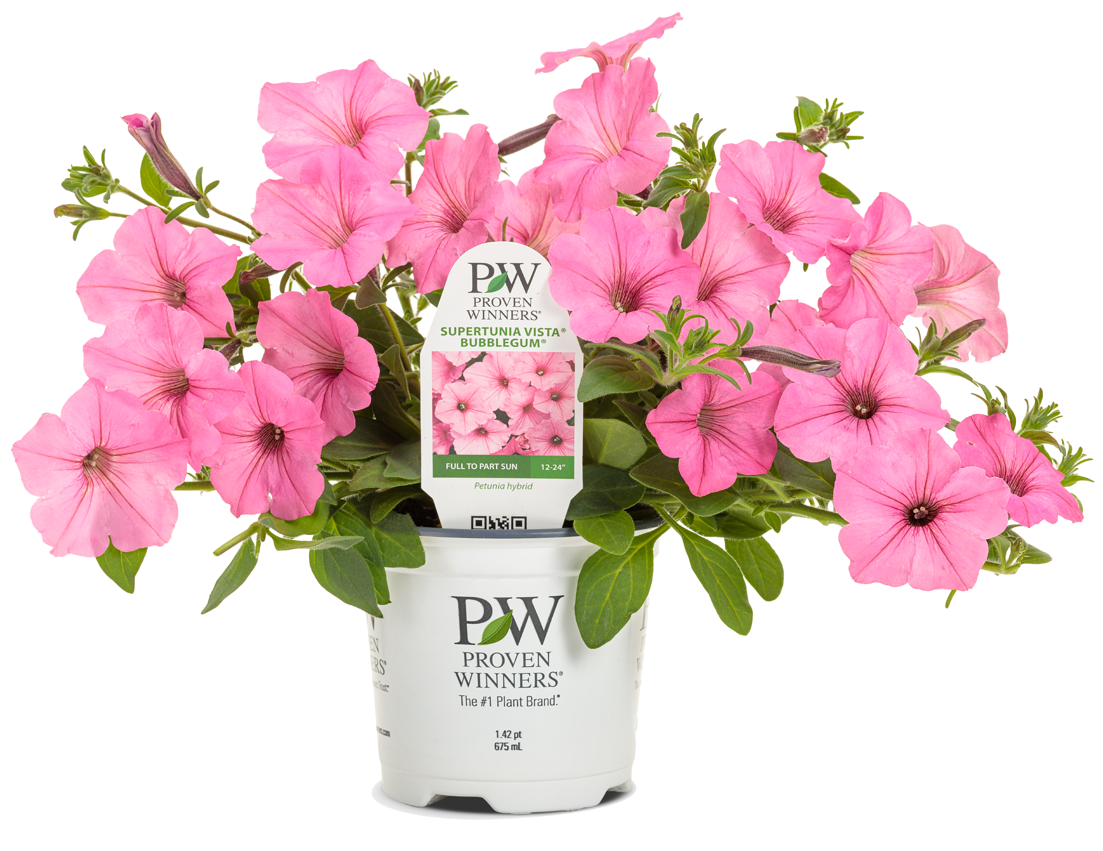 Petunia Supertunia Vista mix 20 - 30 cm