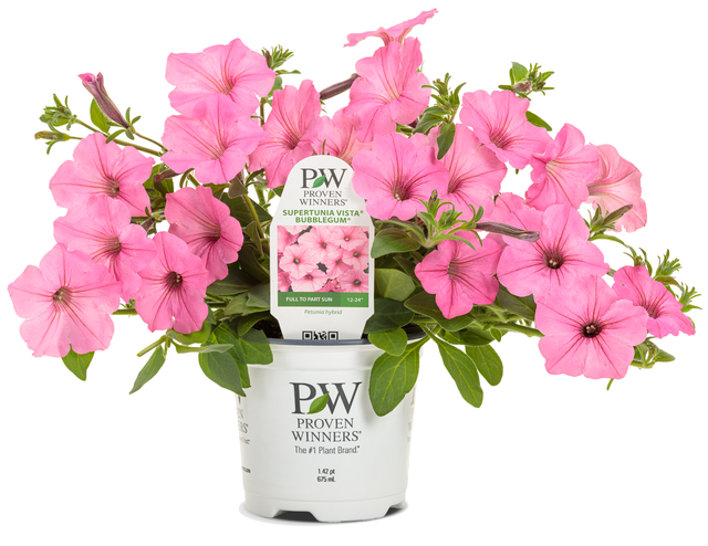 Petunia Supertunia Vista mix 20 - 30 cm