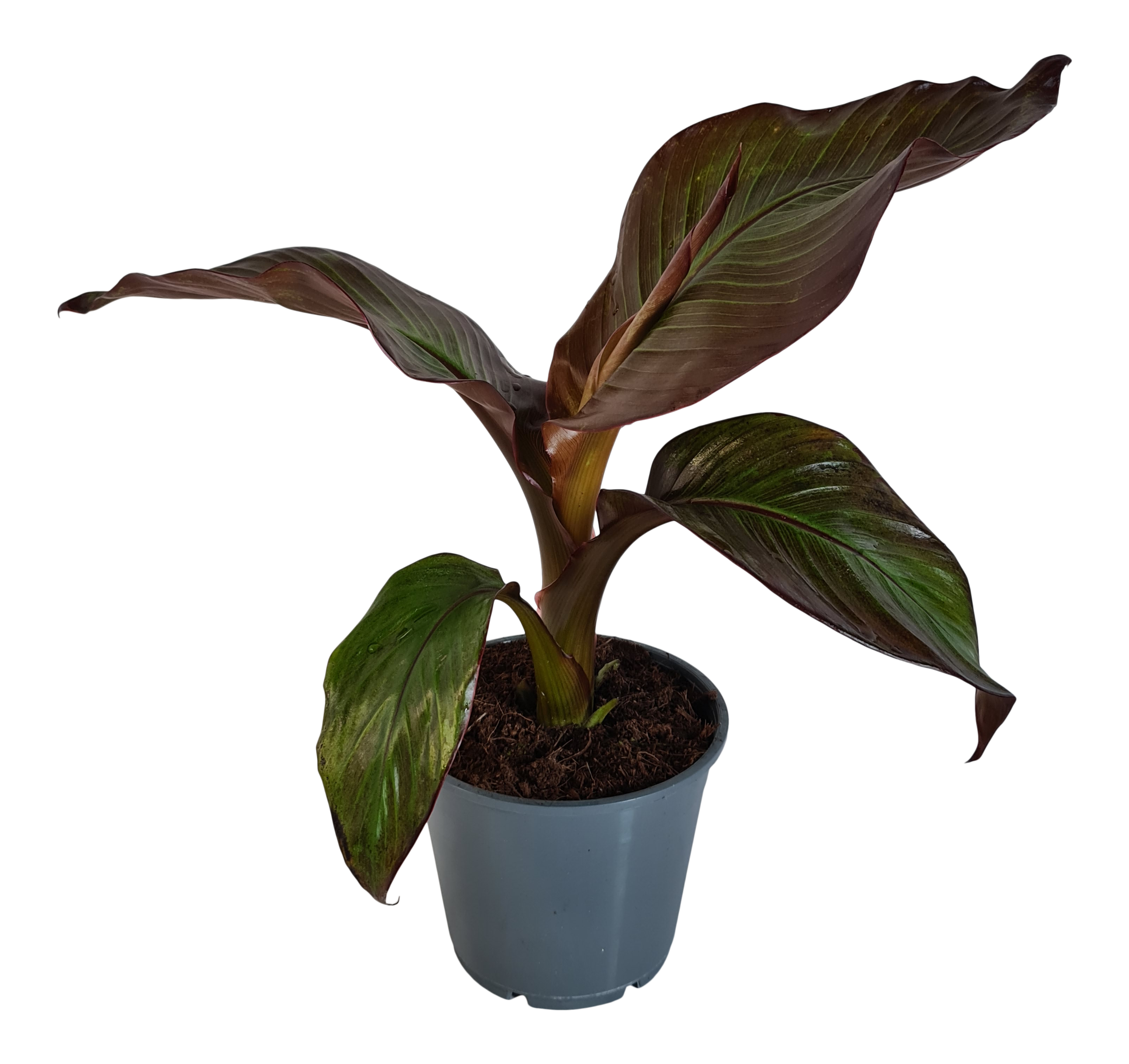Bananowiec E. Maurelli Red 40 cm