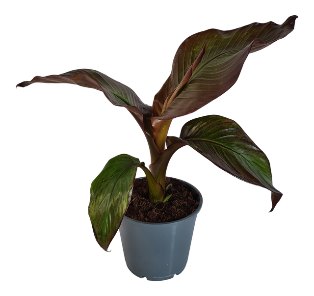 Bananowiec E. Maurelli Red 40 cm
