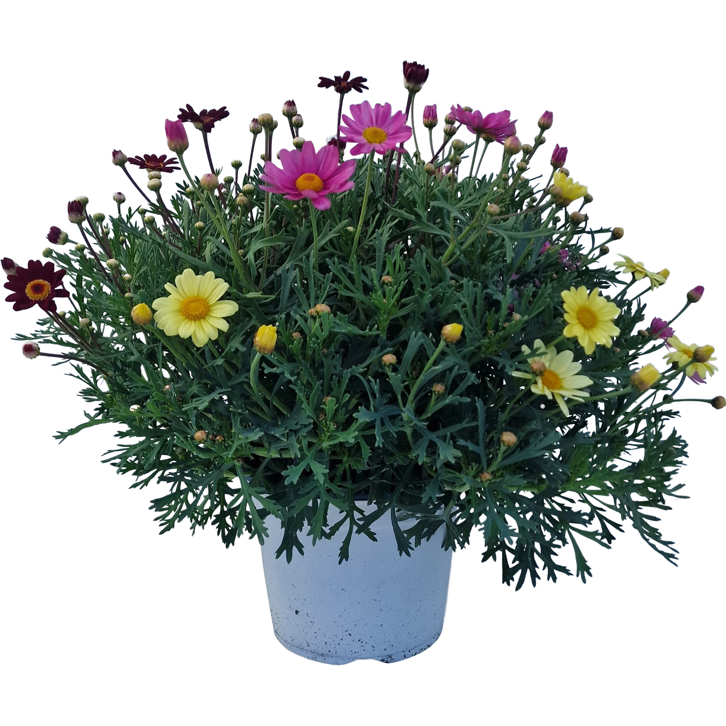 Margaretka Tricolor 40-50 cm - 2