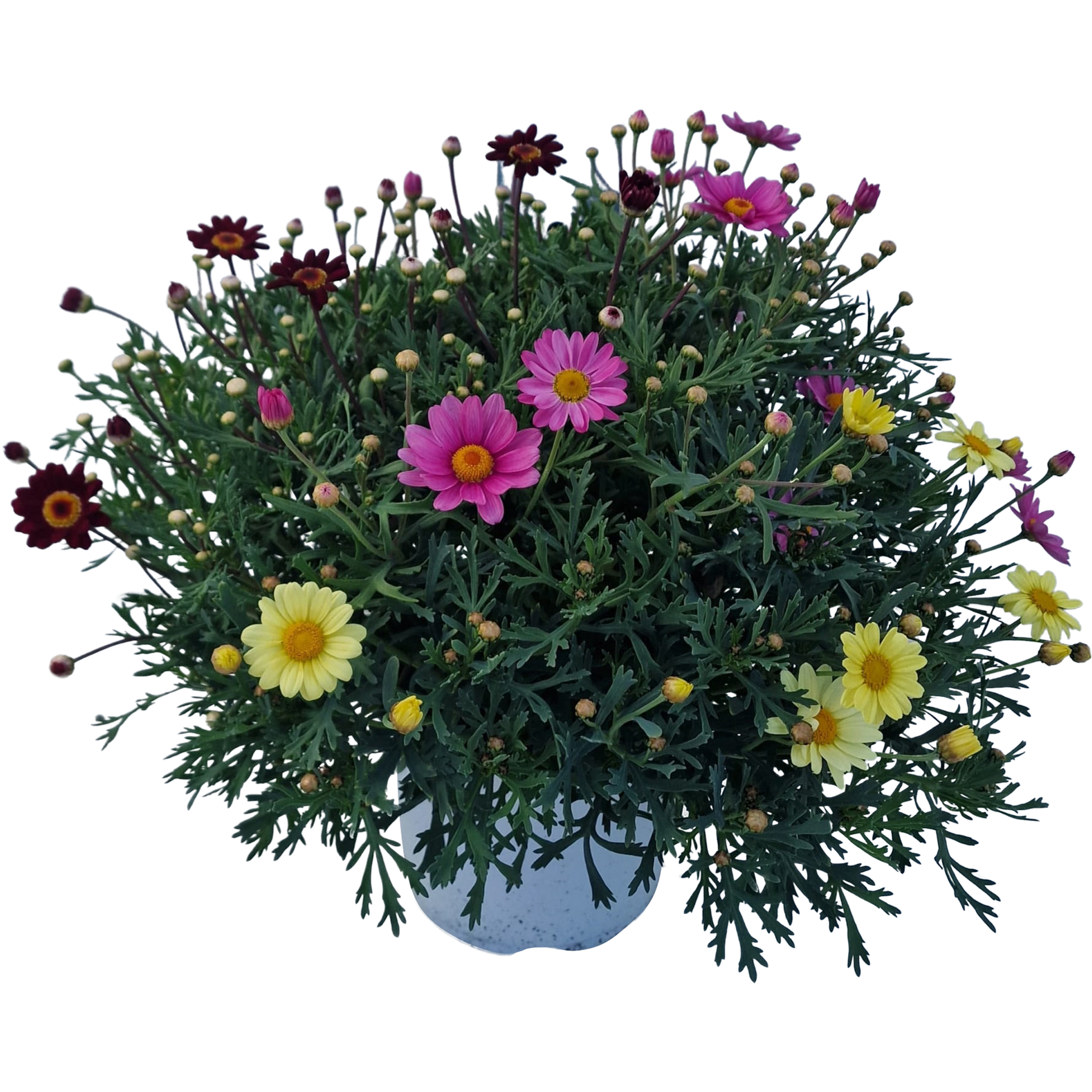 Margaretka Tricolor 40-50 cm