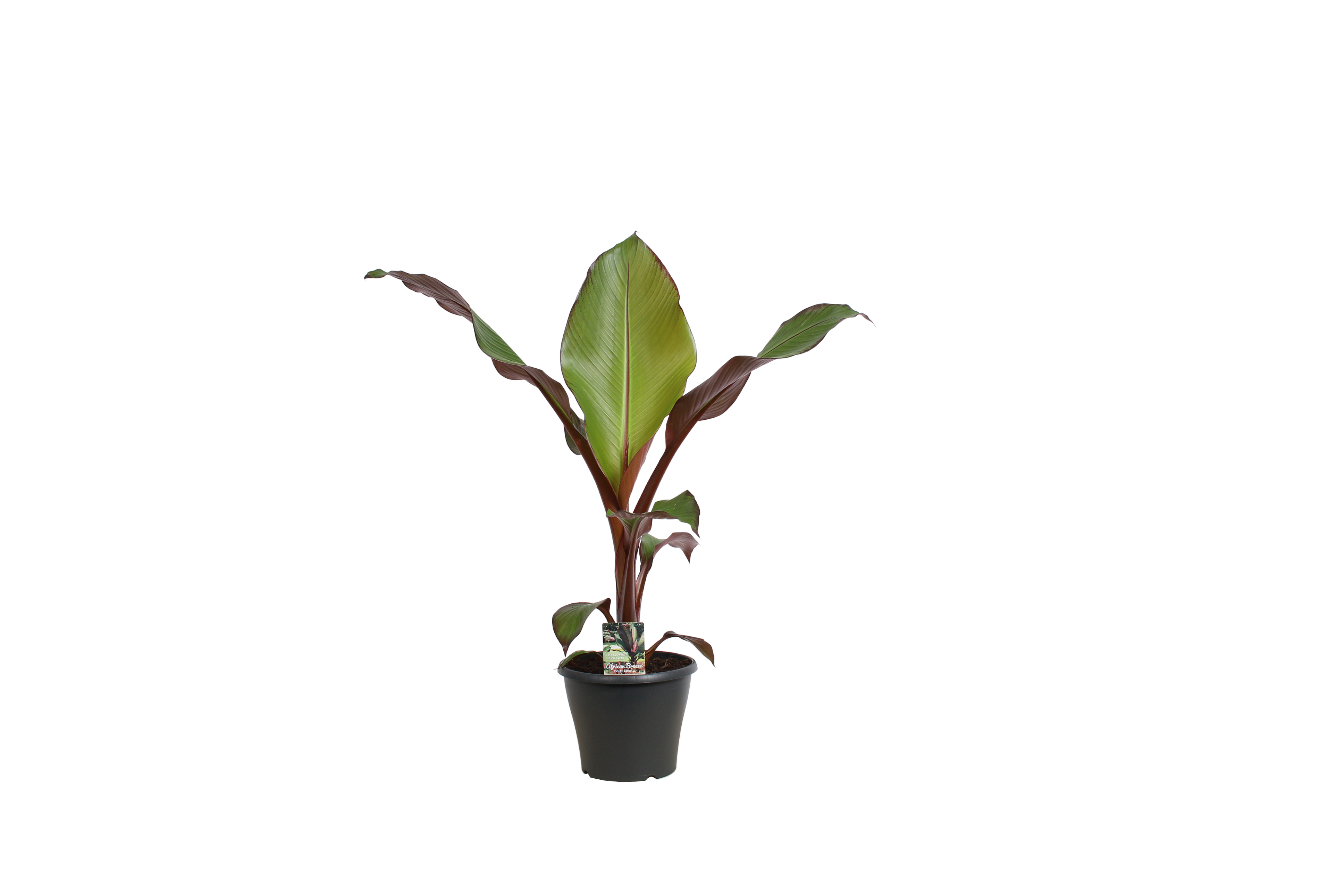 Bananowiec E. Maurelli Red 90 cm