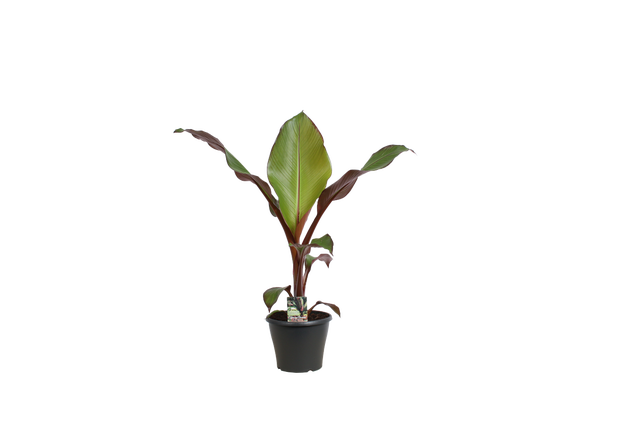 Bananowiec E. Maurelli Red 90 cm
