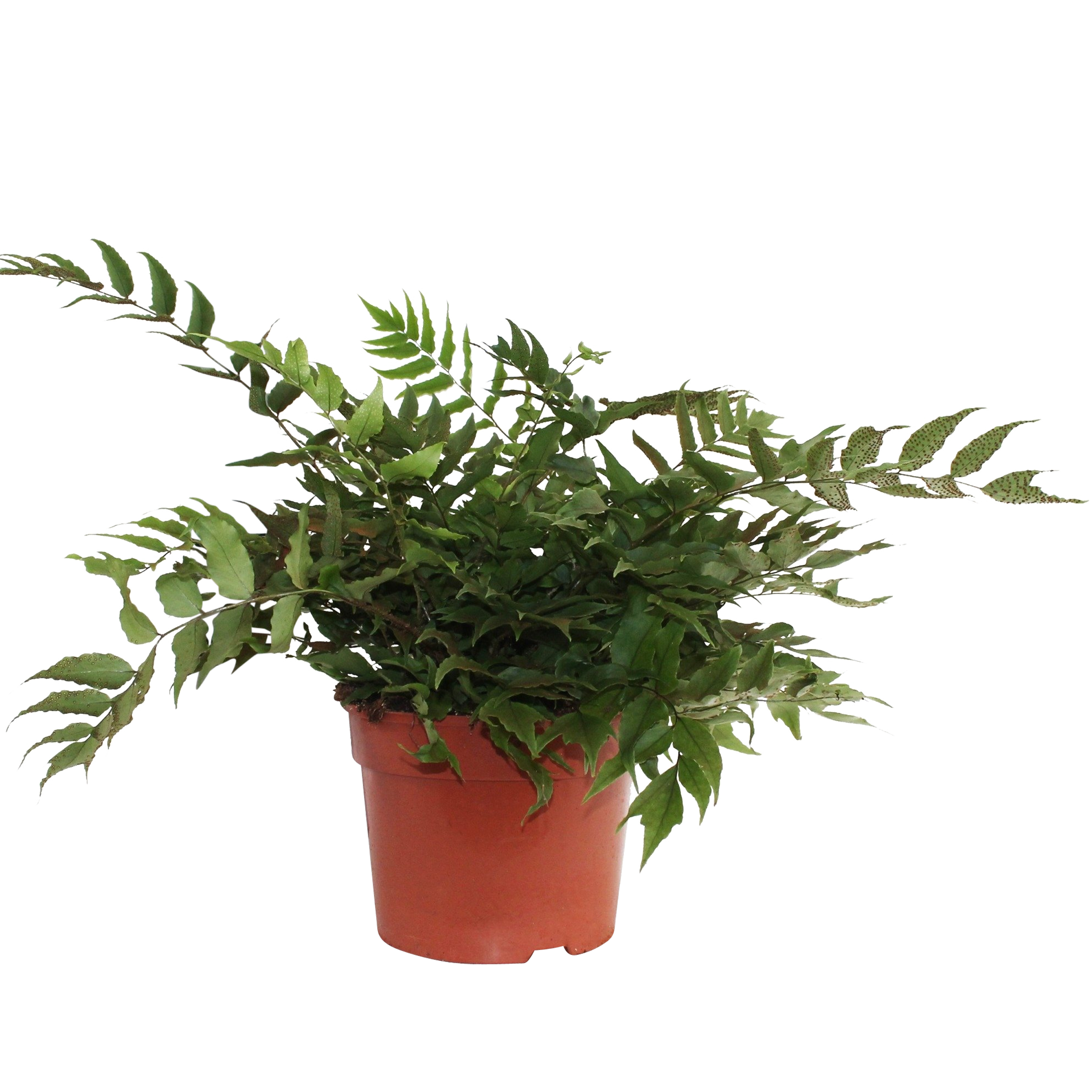 Paprocie mix 45 cm