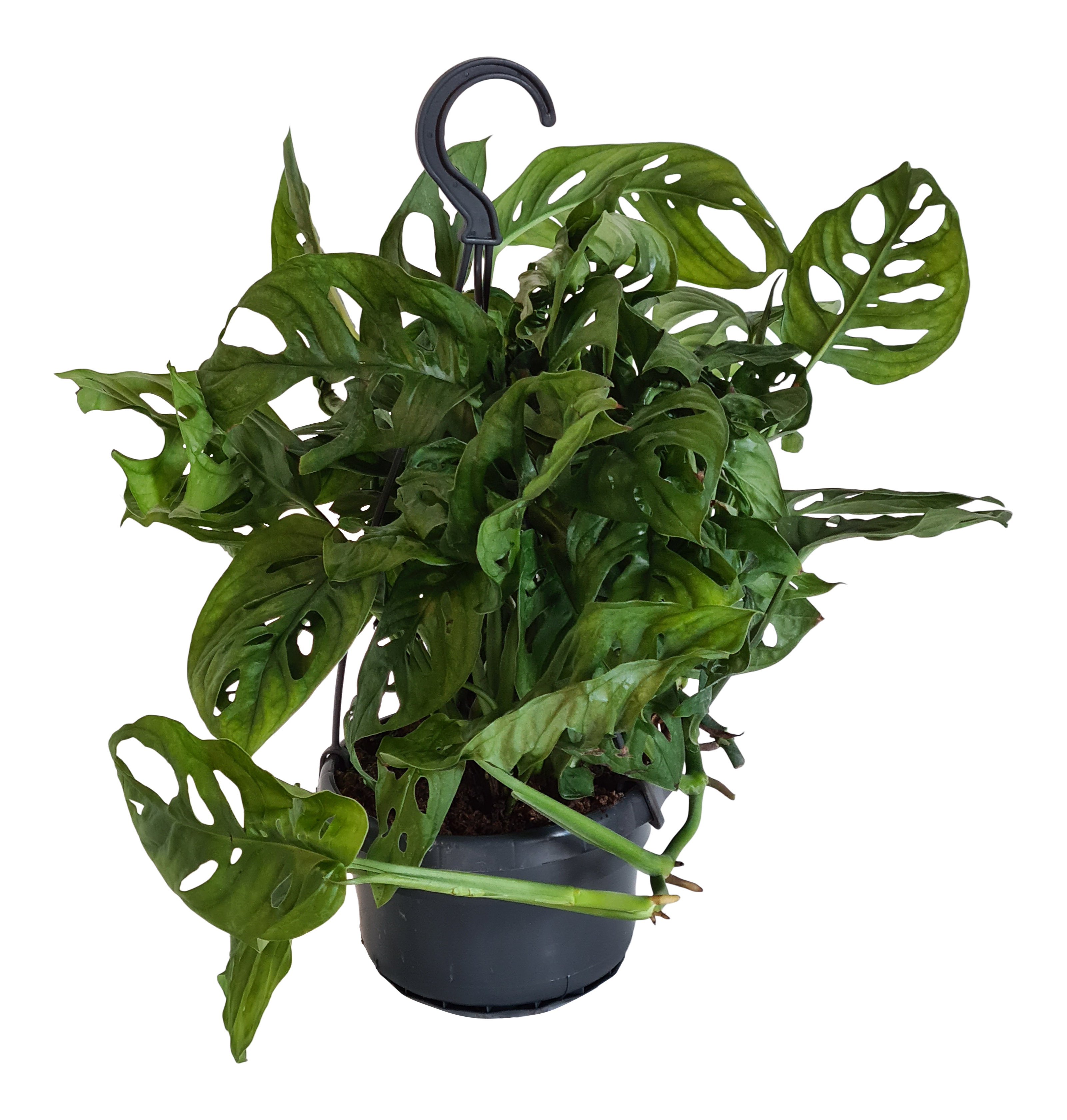 golden cayenne pepper plant Golden Cayenne Hot Pepper – Kitchen Table Seed House