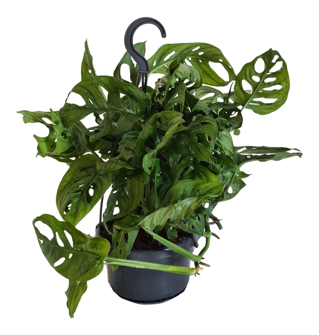 Monstera Monkey Leaf wisząca 30 cm