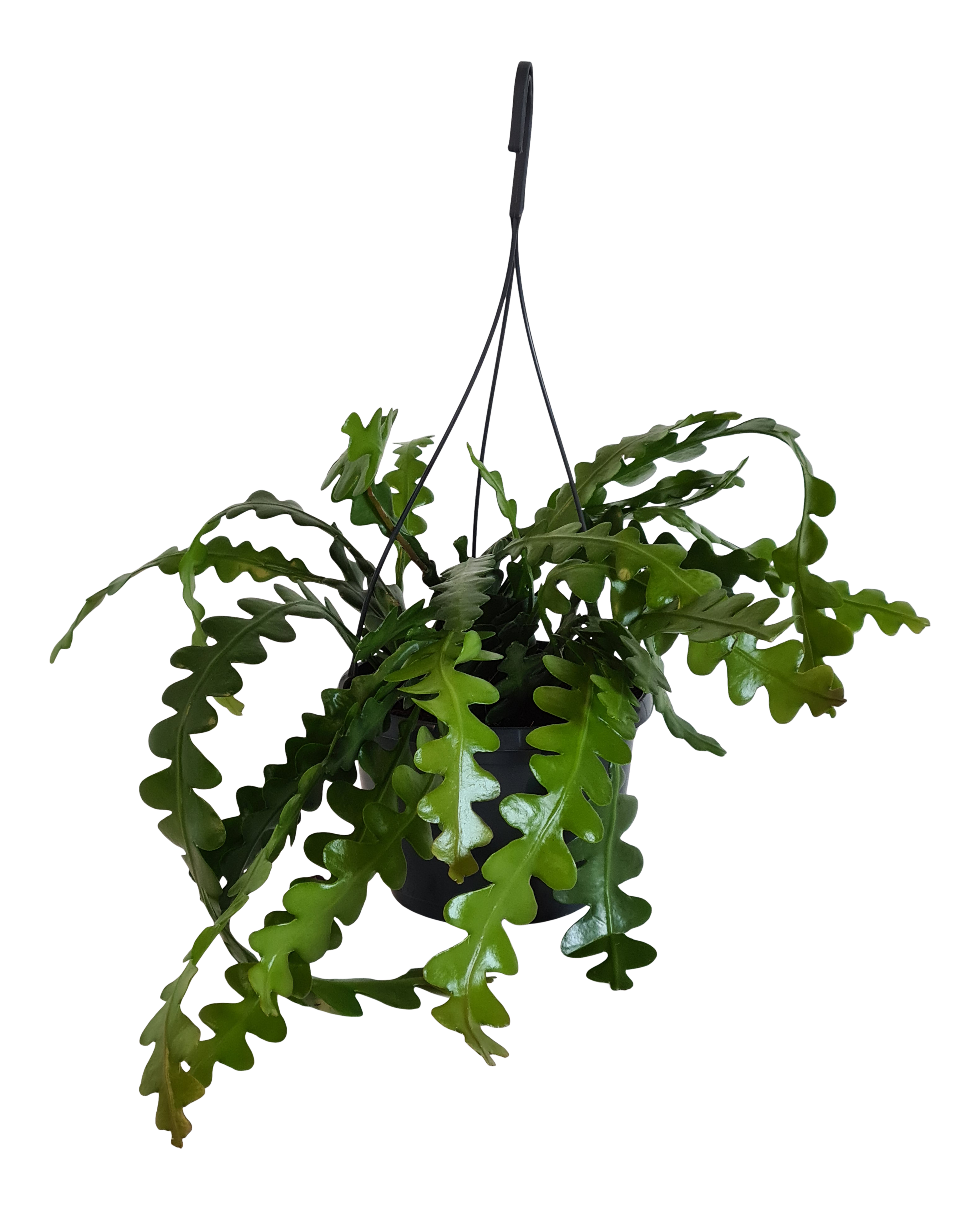 Epiphyllum anguliger Kaktus zygzak 30 cm