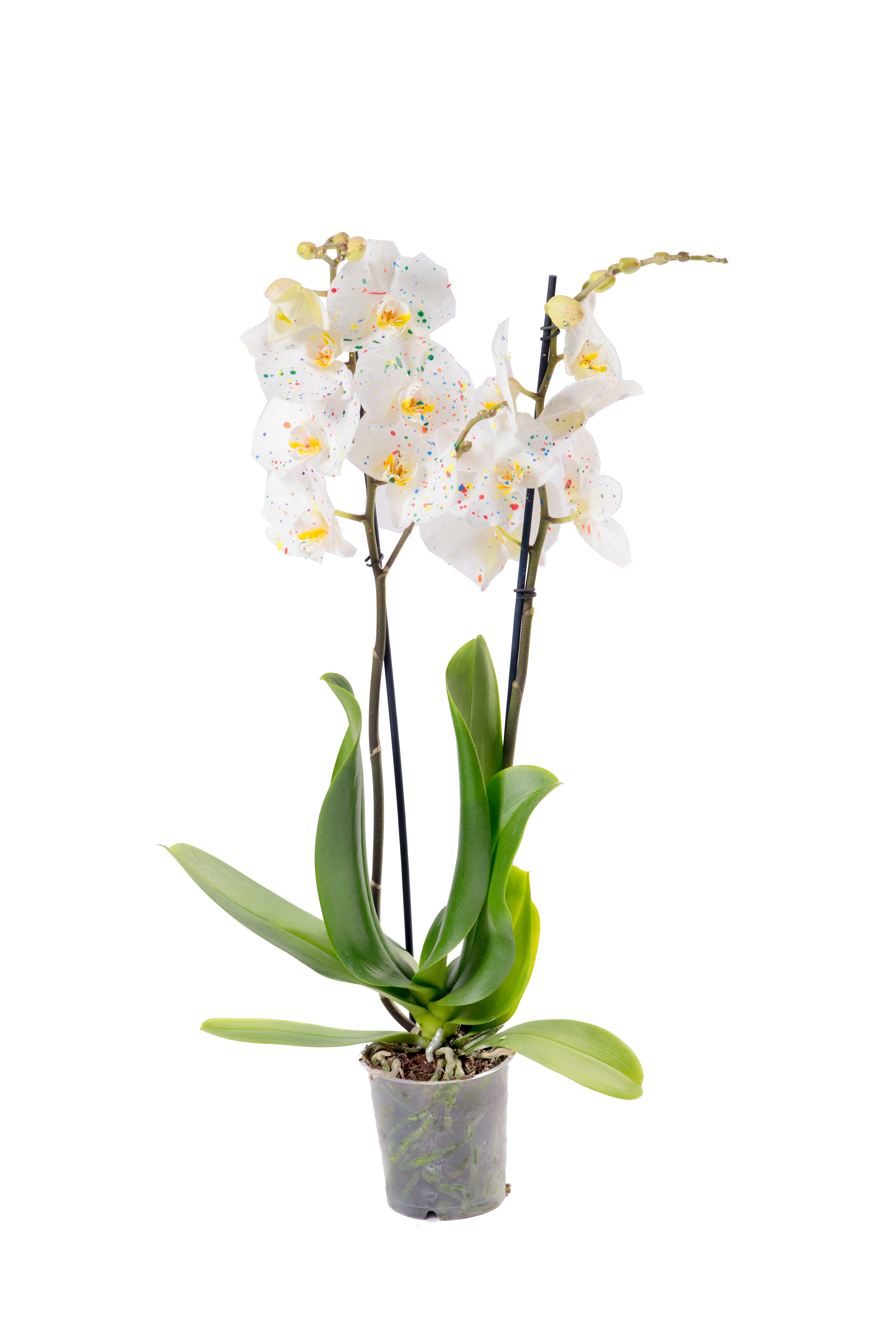 Storczyk Falenopsis 2 pędy 70-75 cm