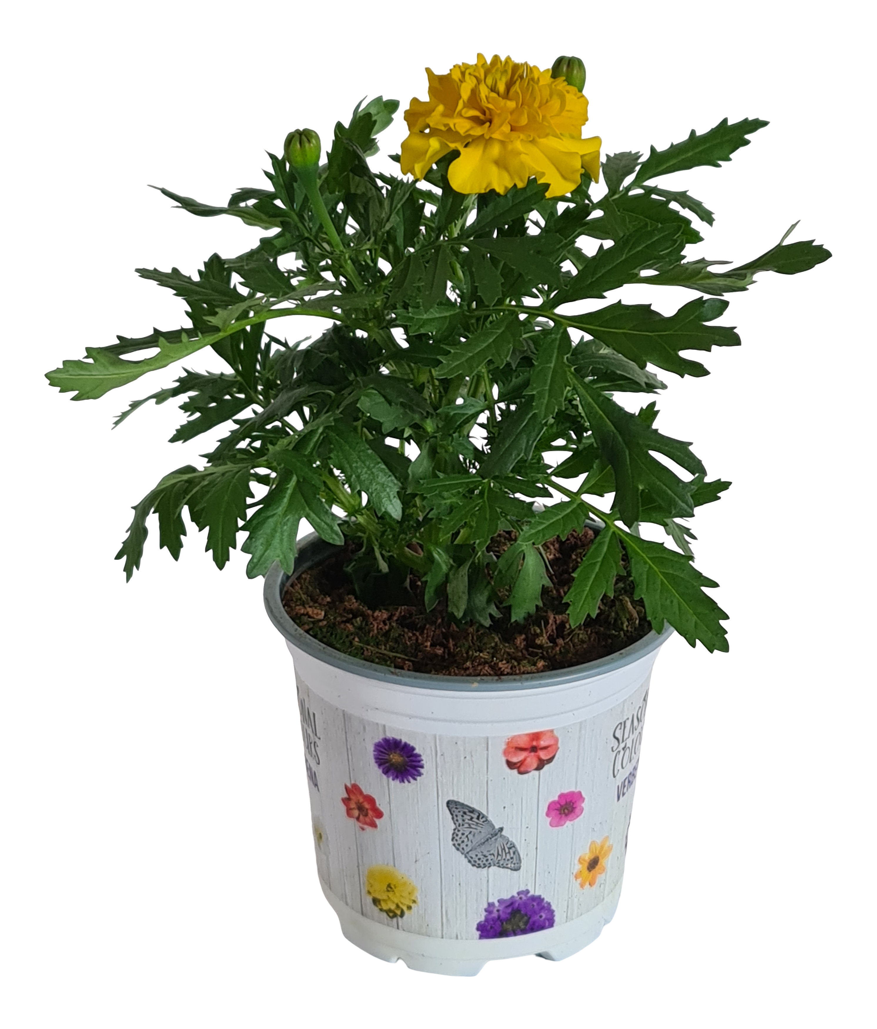 Aksamitka Rozpierzchła 15-20 cm