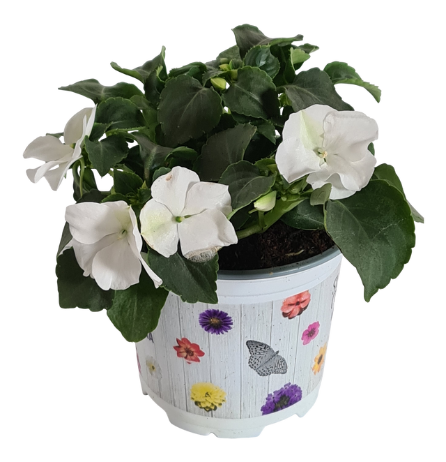 Niecierpek mix 15-20 cm