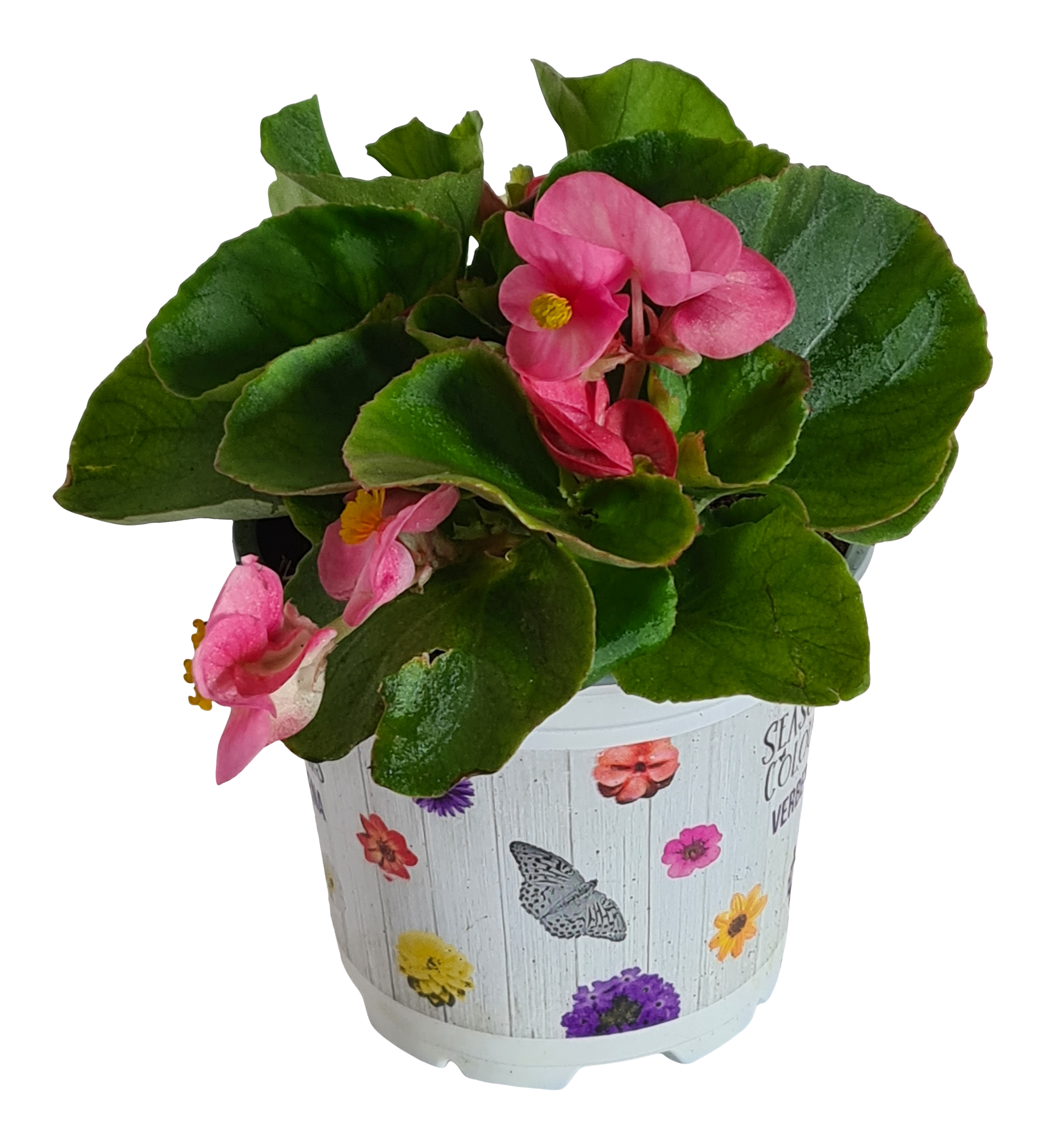 Begonia mix 15-20 cm