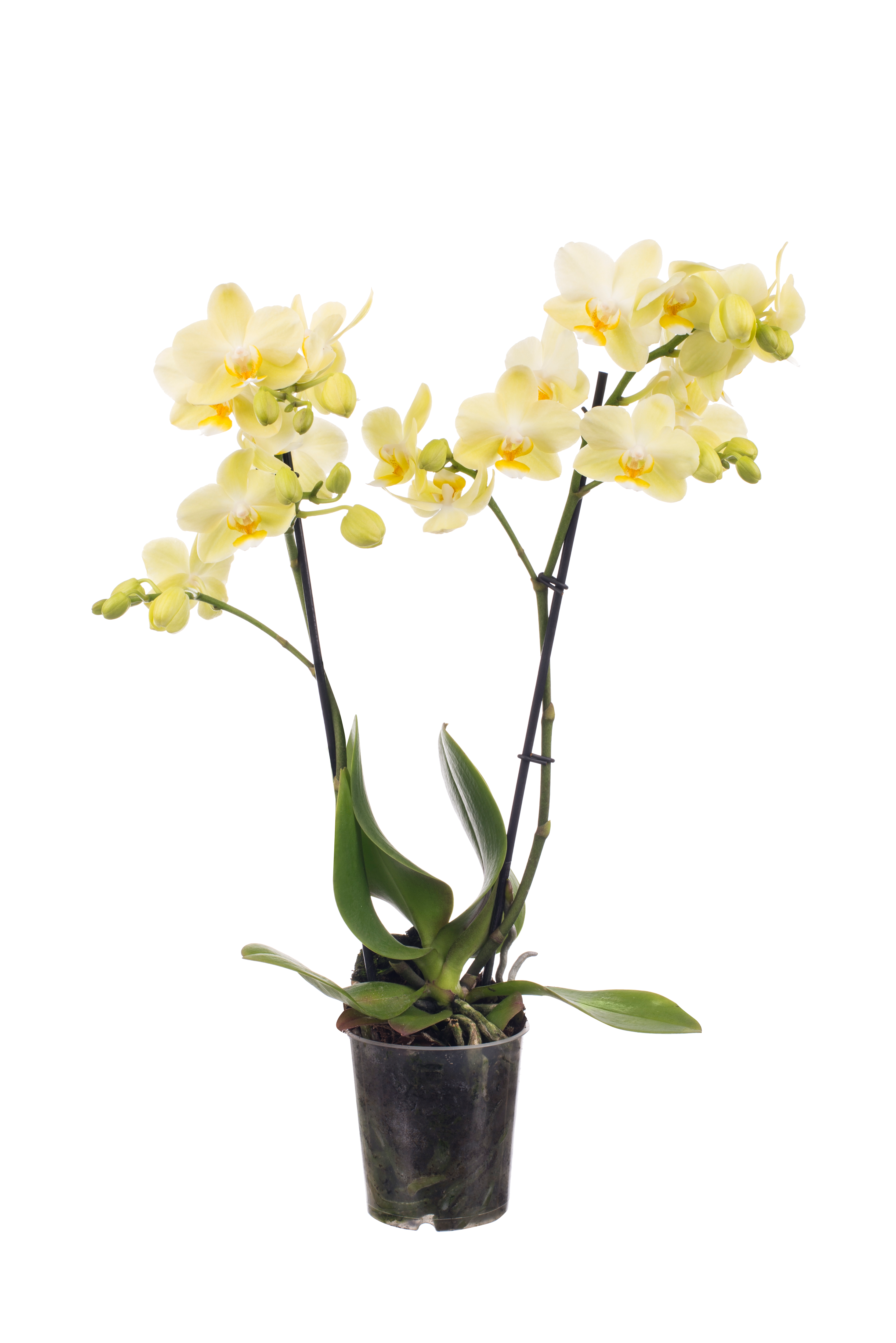 Storczyk Falenopsis 2 pędy 35-50 cm