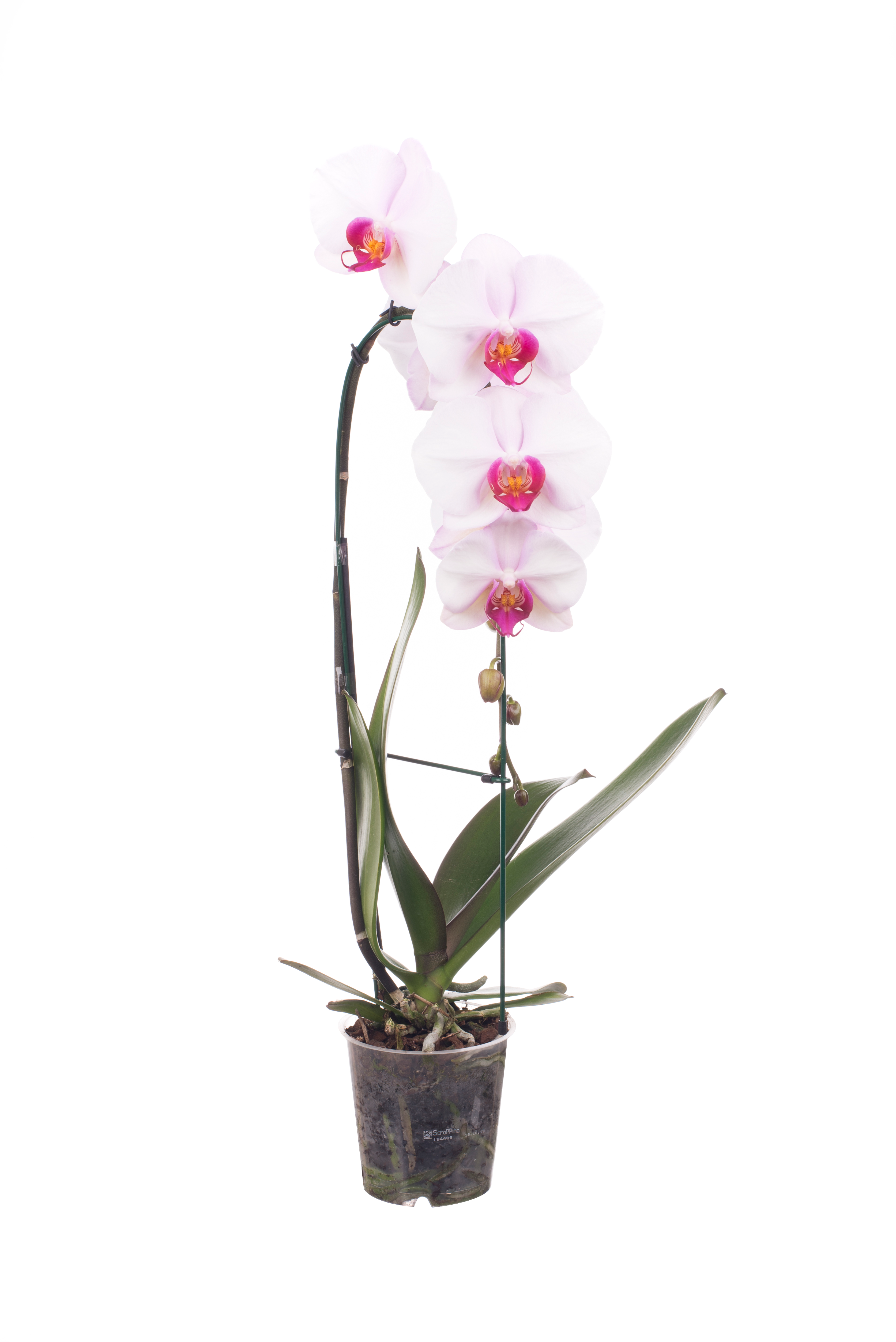 Storczyk Falenopsis 1 pęd 50-75 cm