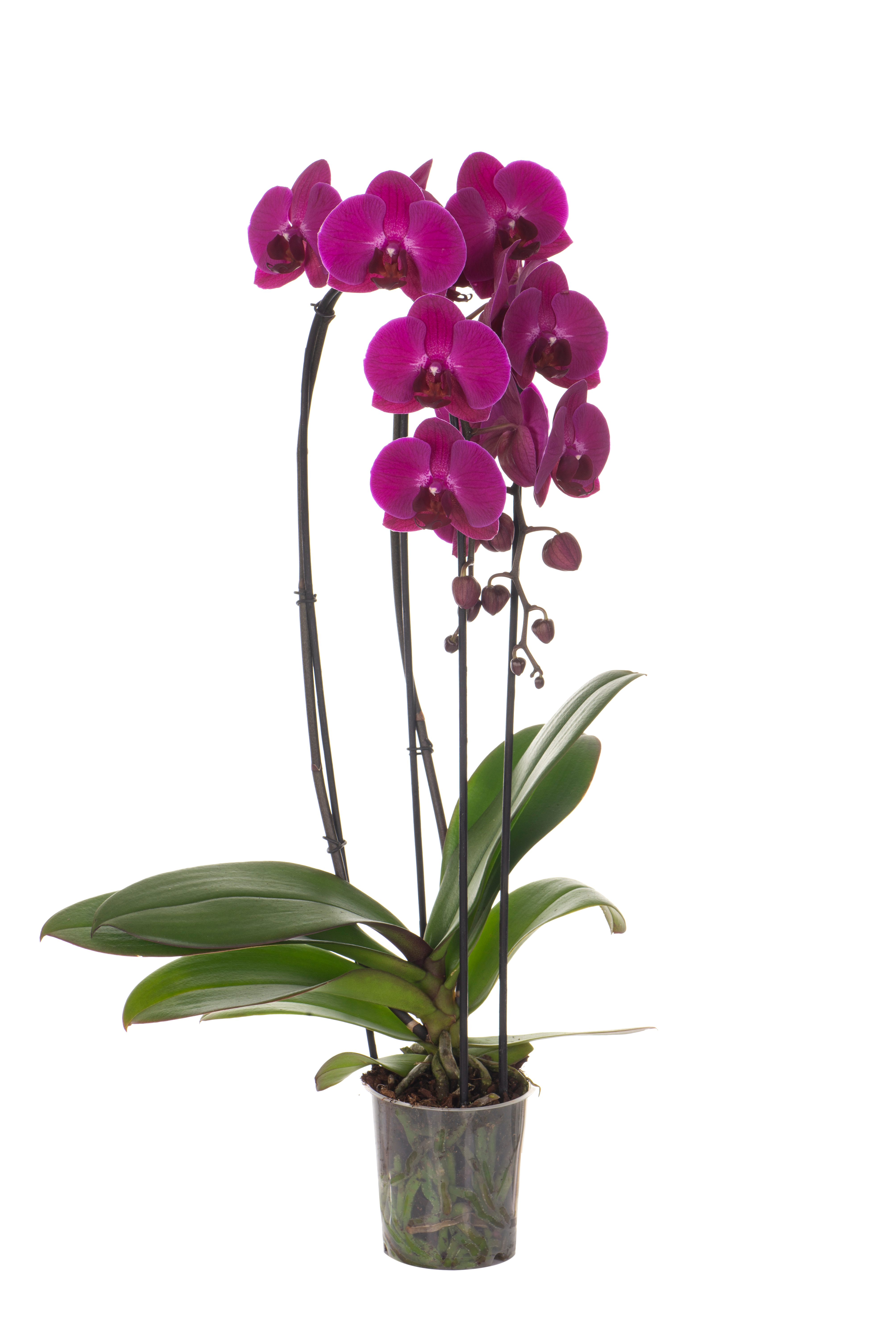 Storczyk Falenopsis 2 pędy 50-75 cm