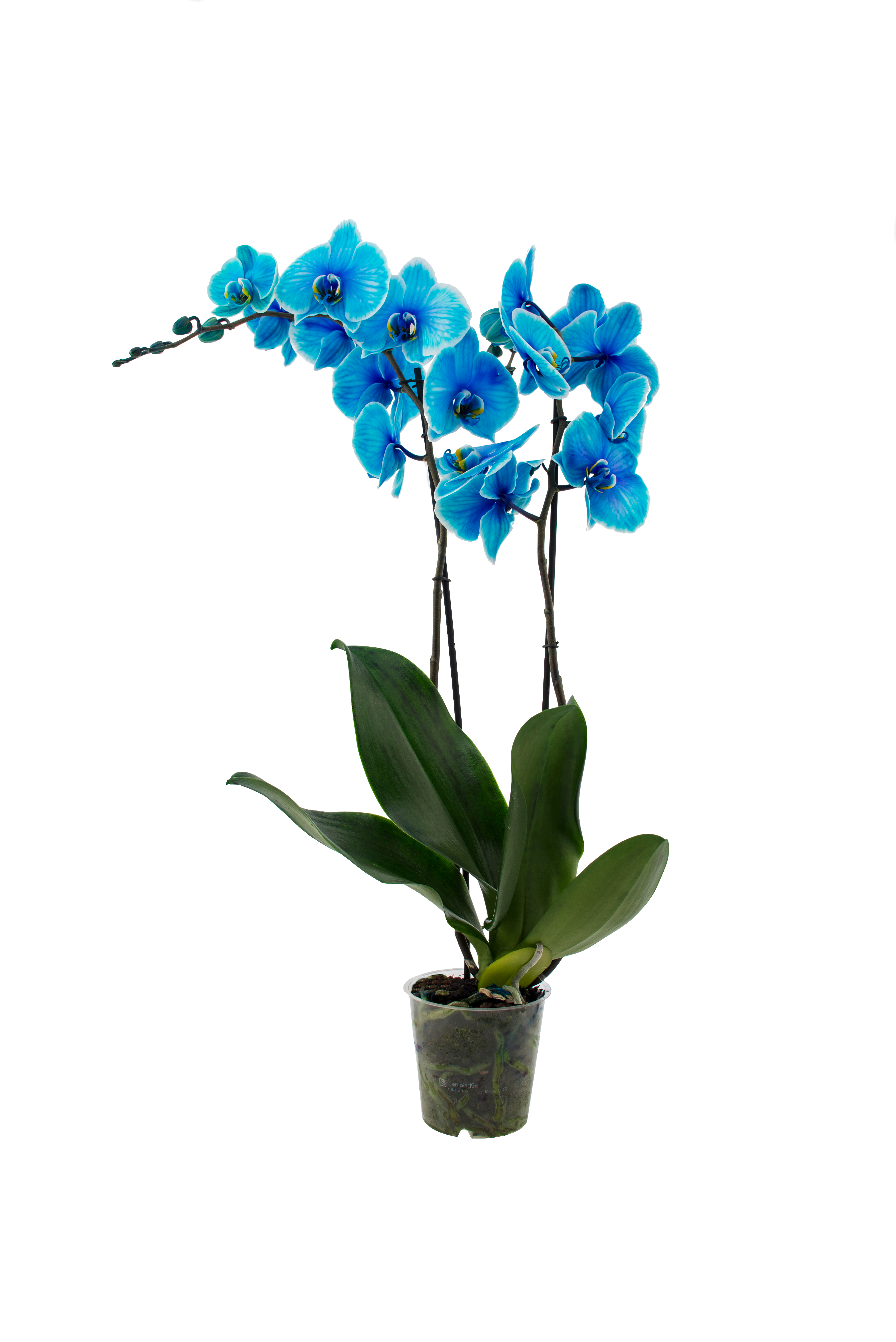 Storczyk Falenopsis 2 pędy 50-70 cm
