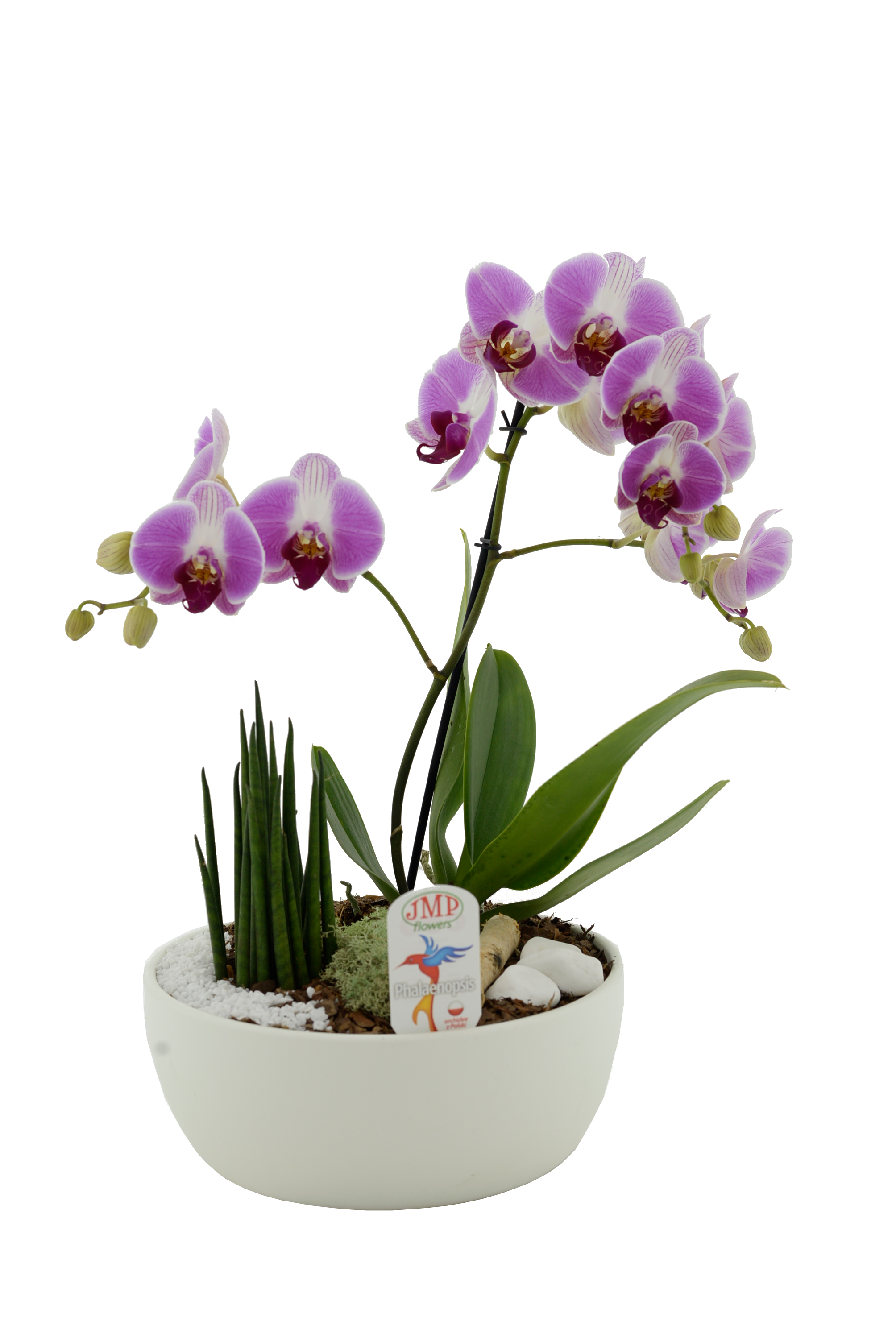 Storczyk Falenopsis 1 pęd 50-70 cm