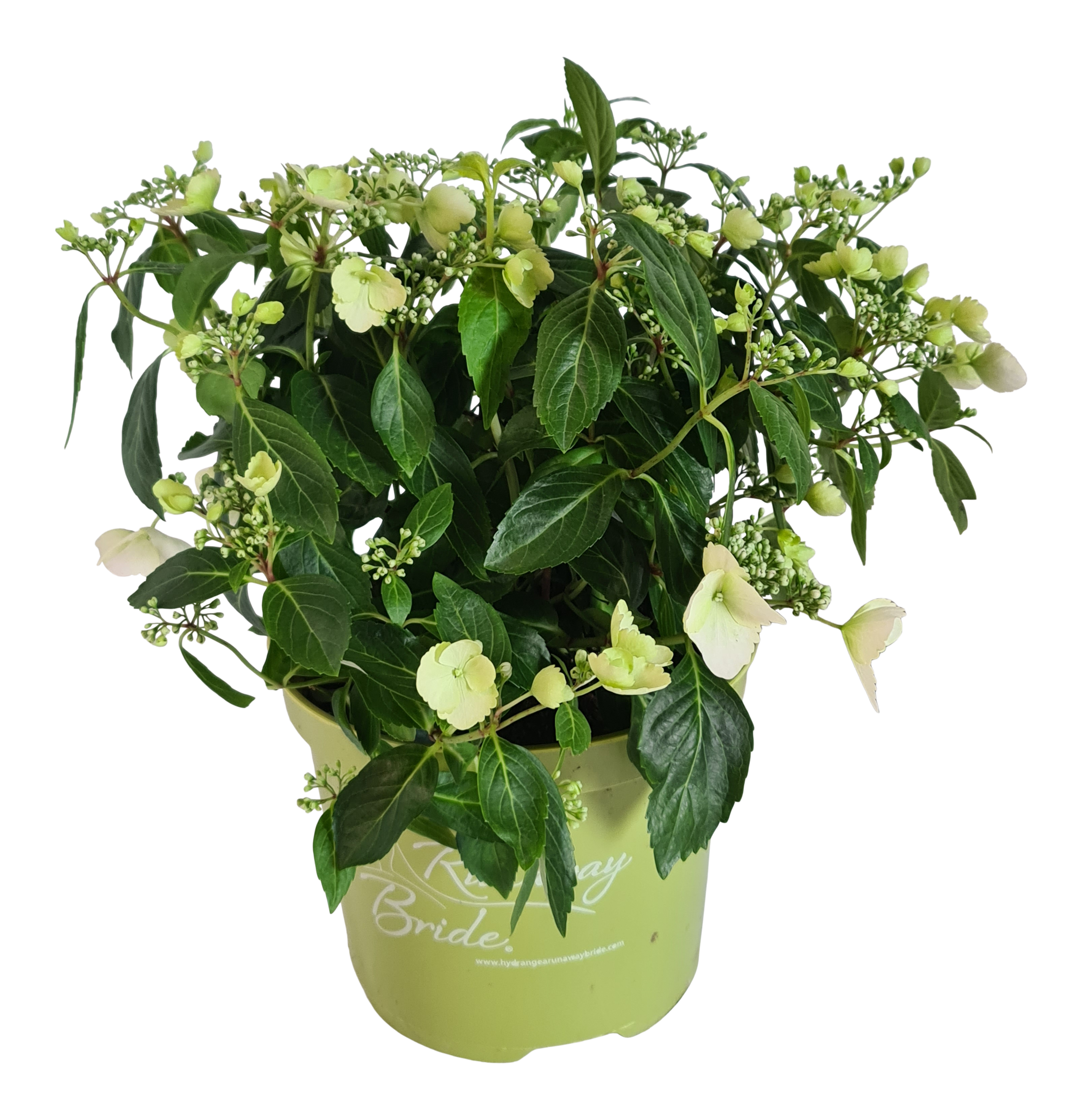 Hortensja ogrodowa Runaway Bride 40-50 cm