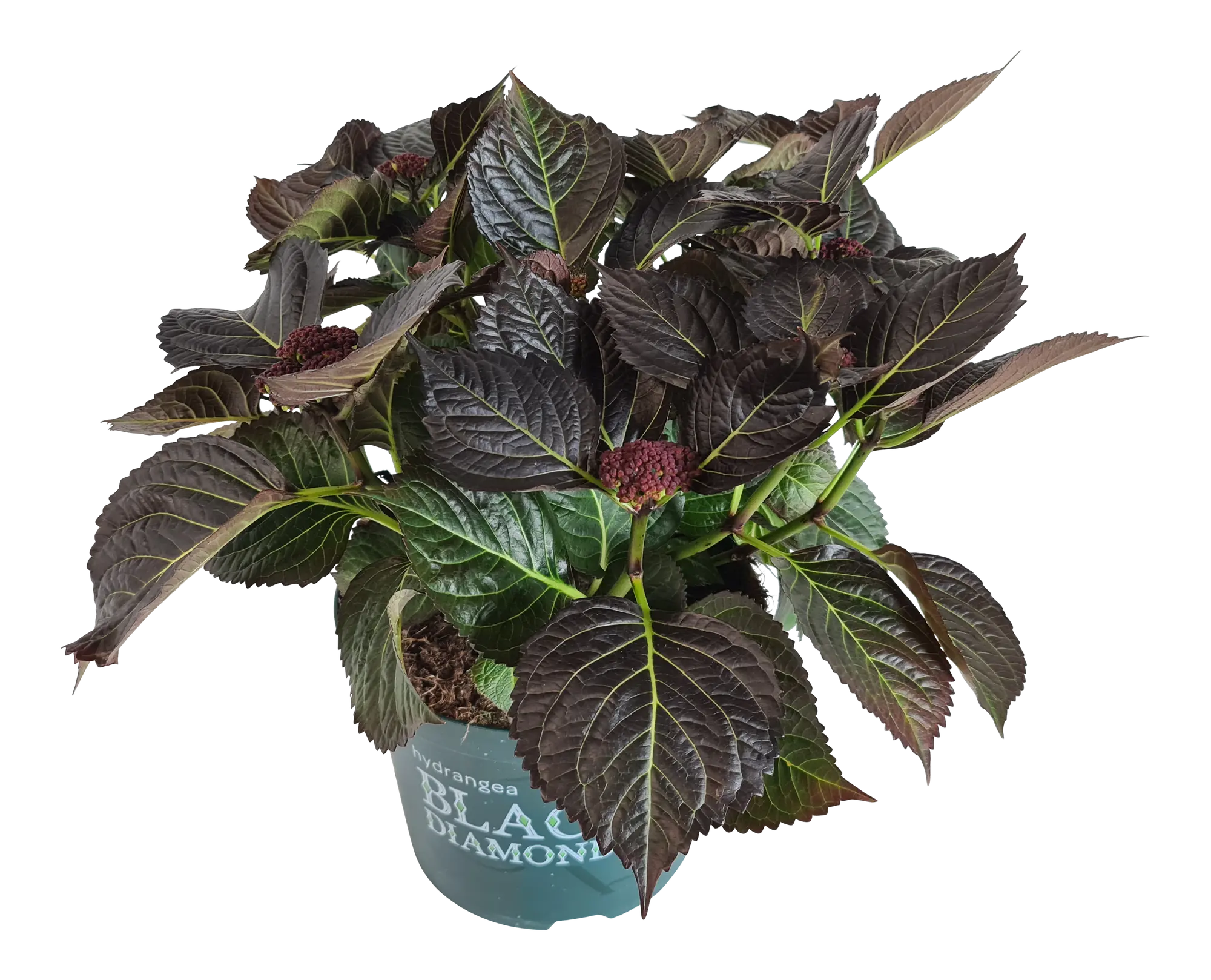 Hortensja ogrodowa Black Diamond 40-50 cm