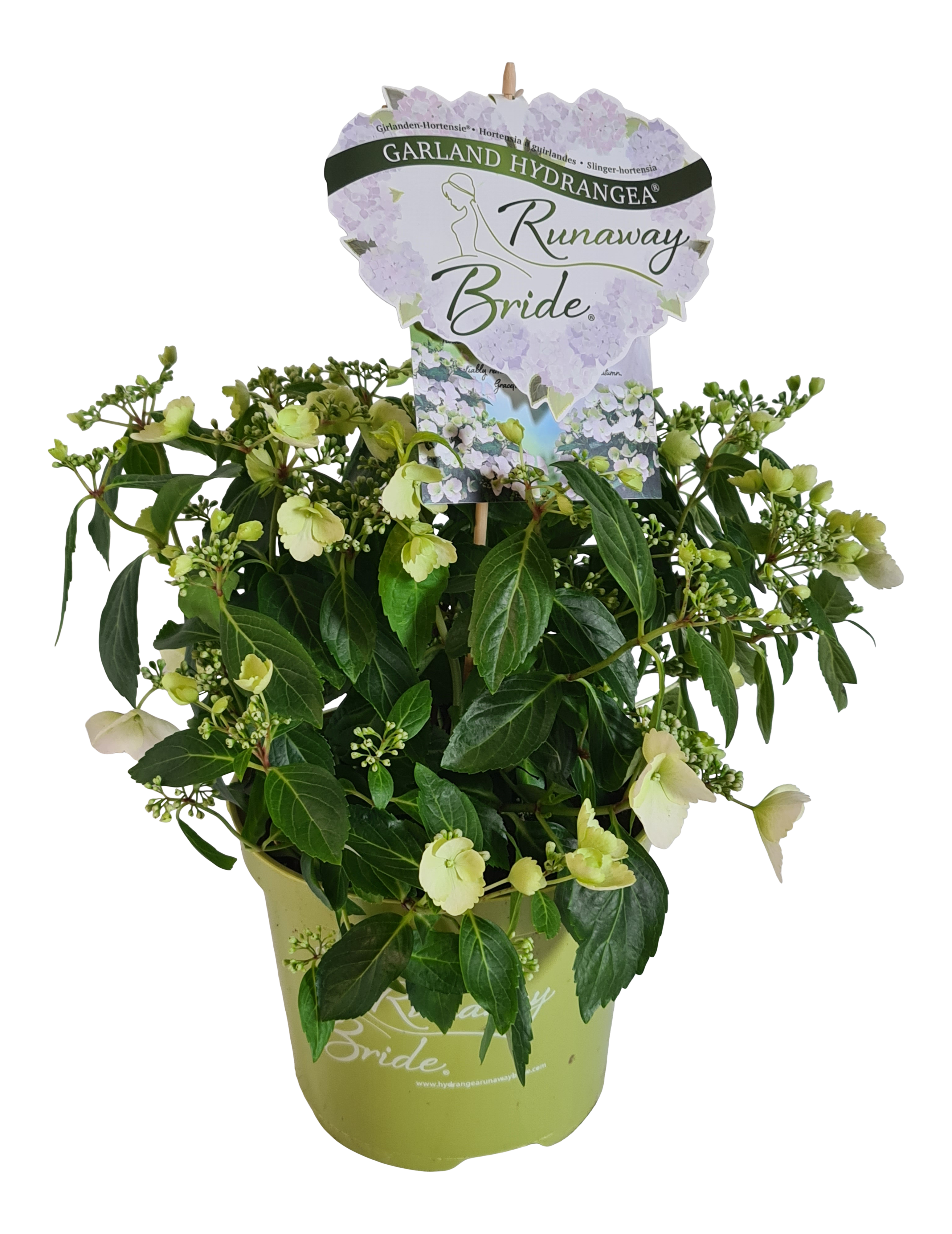 Hortensja ogrodowa Runaway Bride 40-50 cm - 2