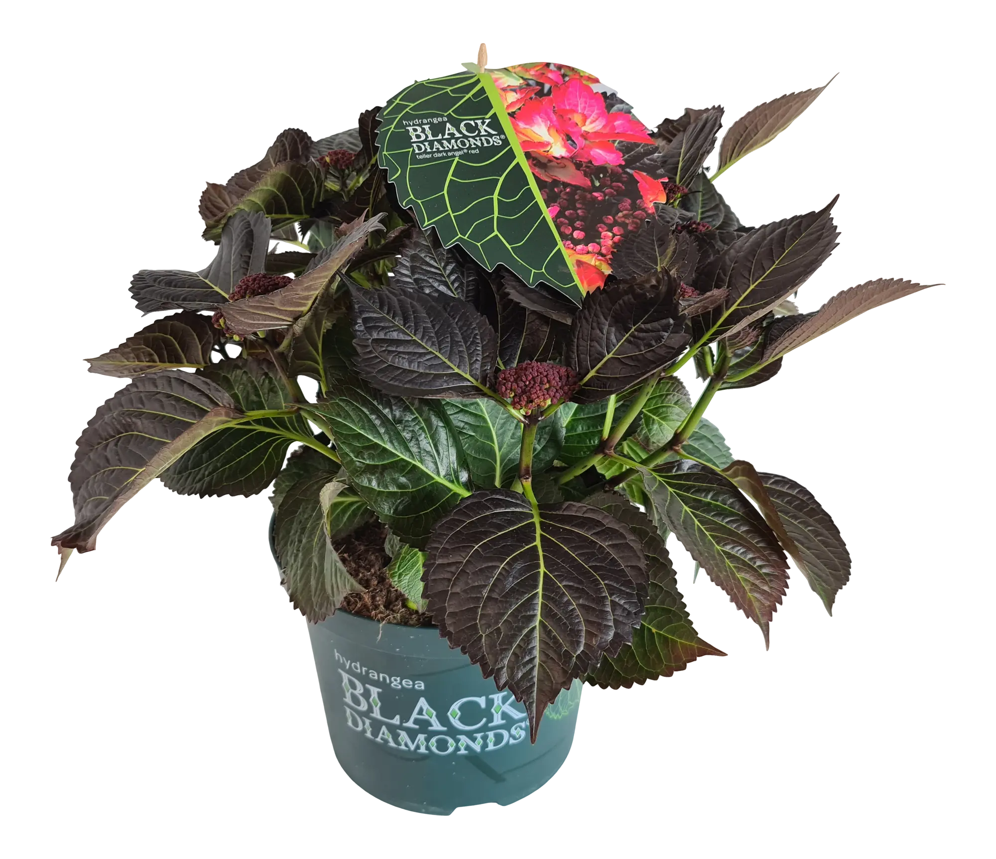 Hortensja ogrodowa Black Diamond 40-50 cm - 2