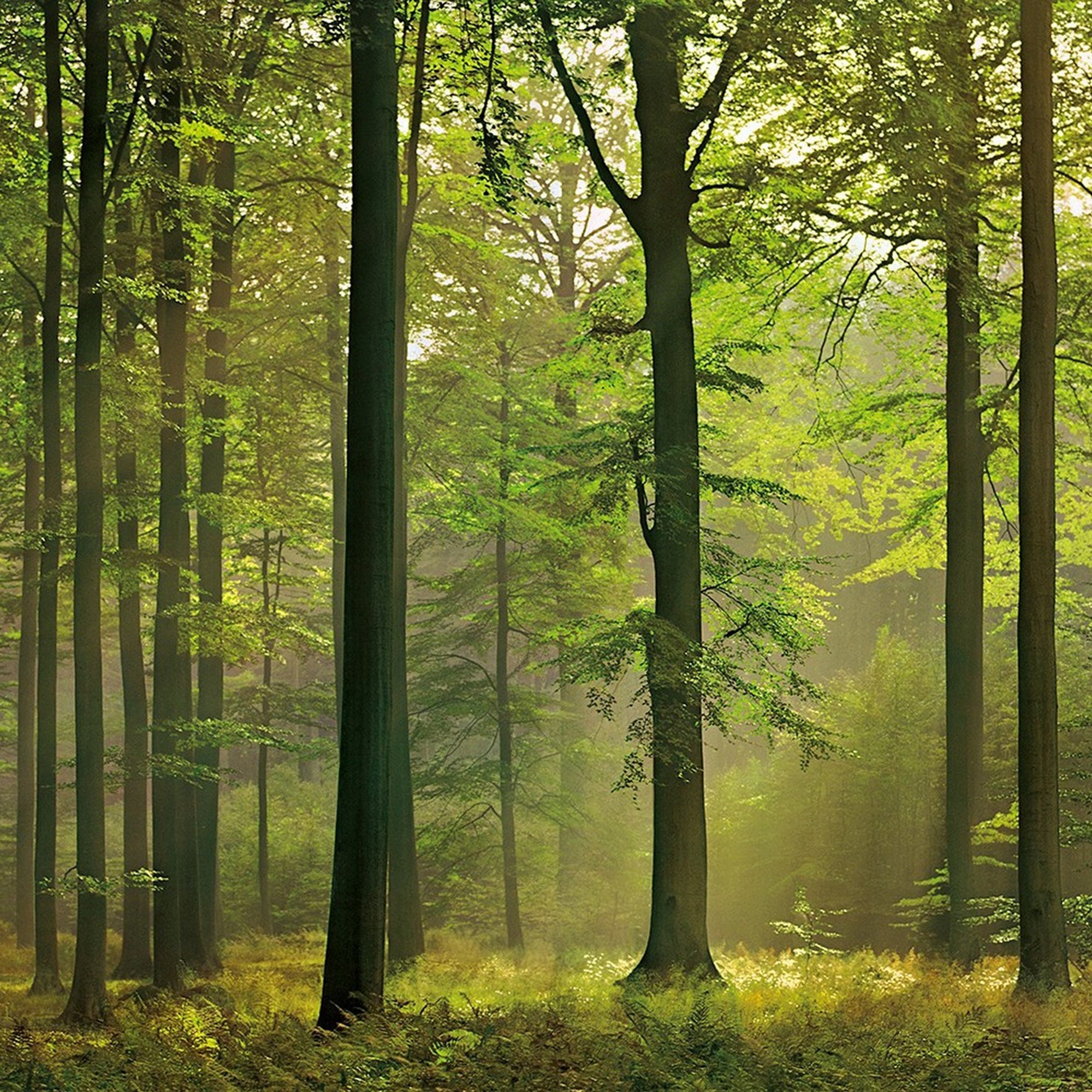 bosque sostenible - 1