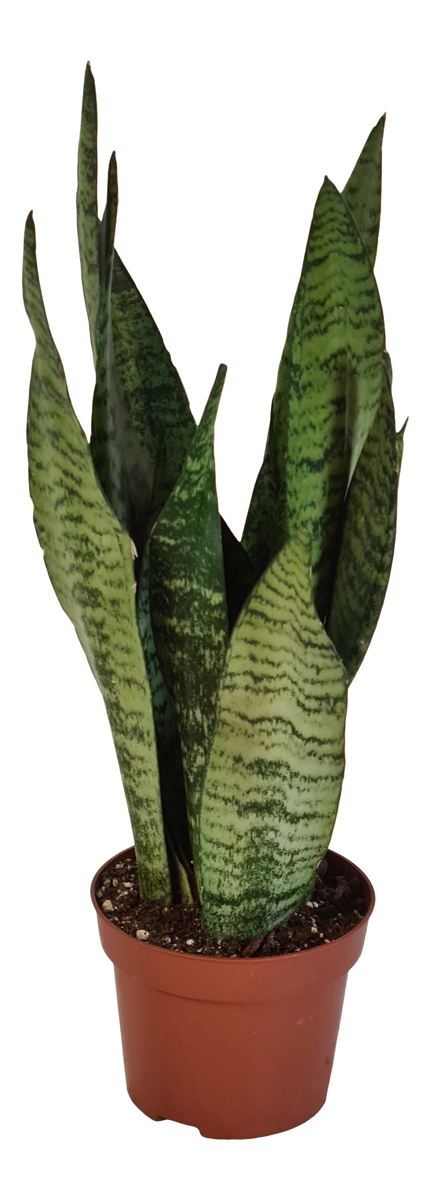 Sensevieria Zeylanica 40 cm