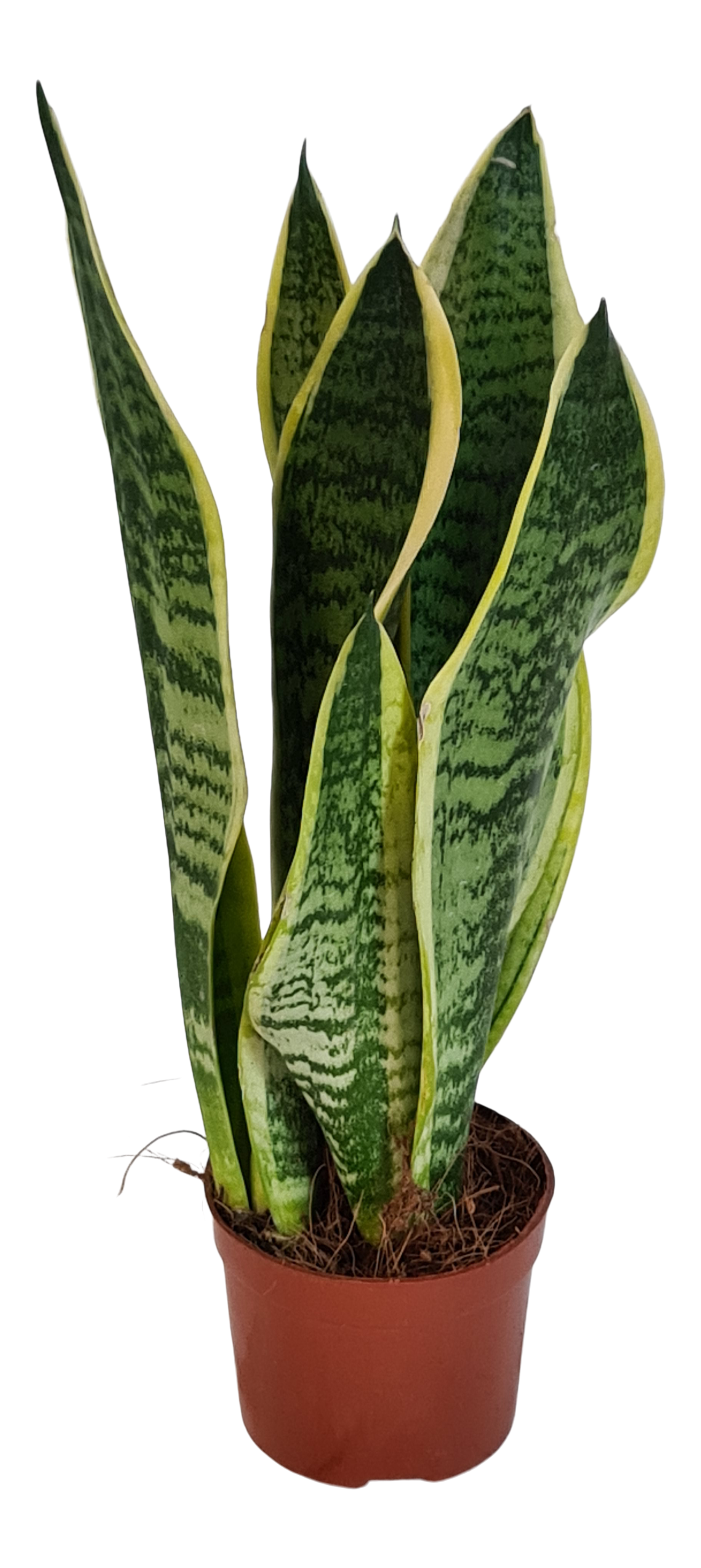 Sensevieria Superba 30 cm