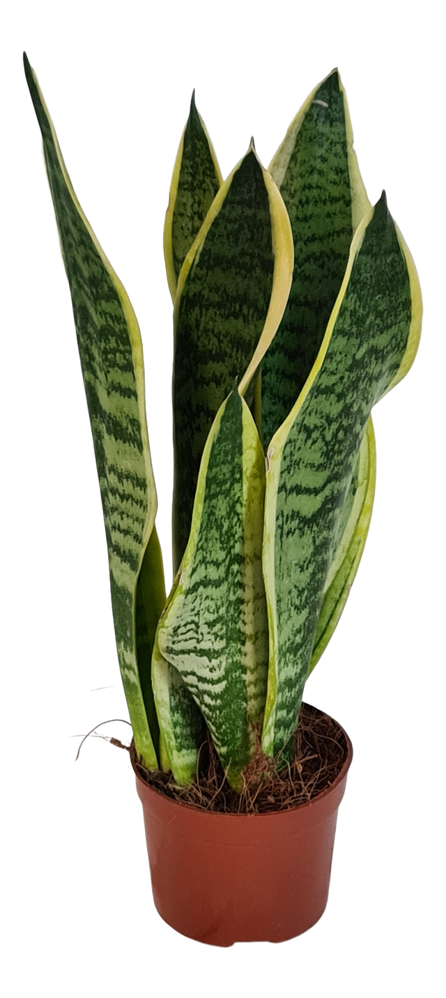 Sensevieria Superba 30 cm